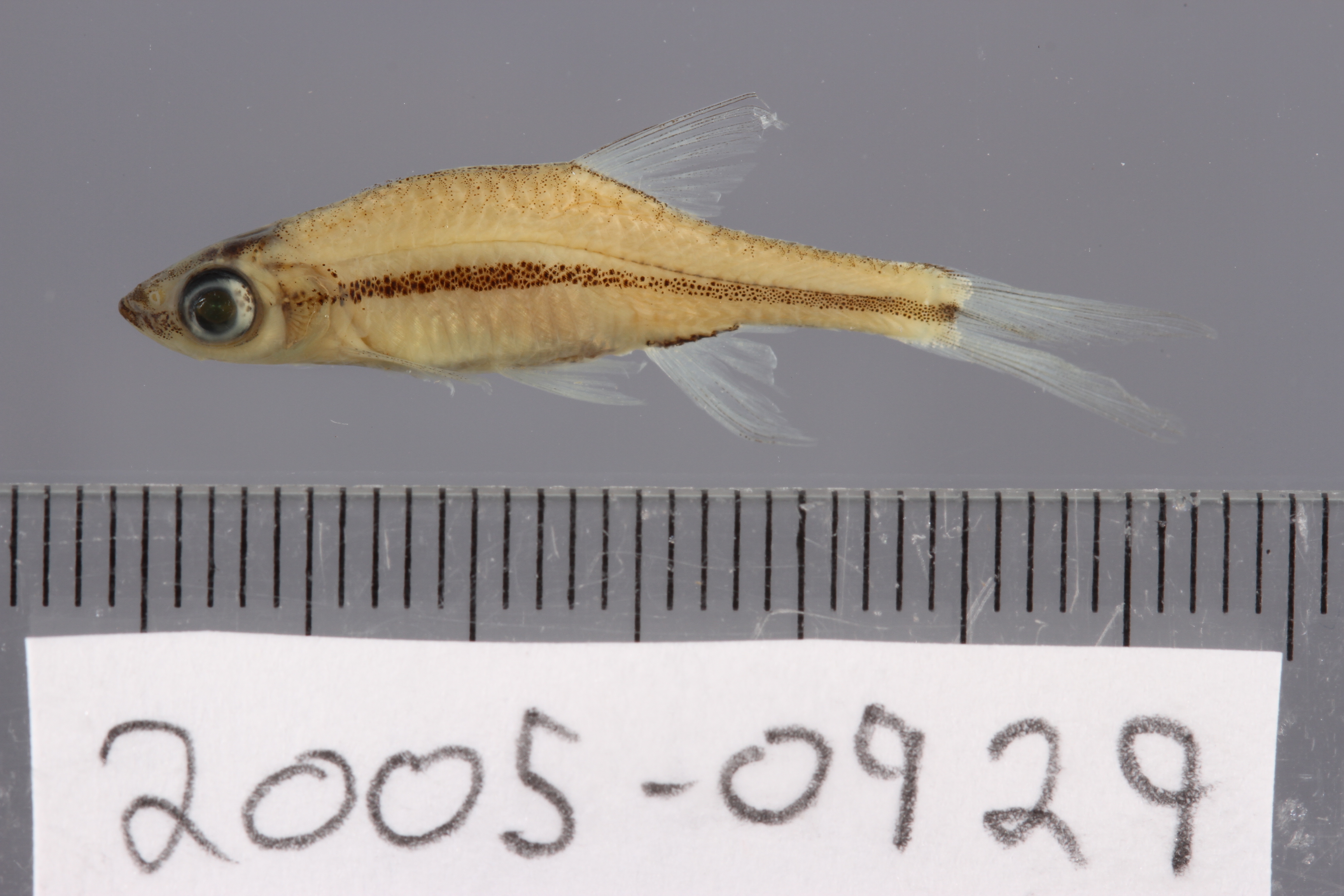 Graceful rasbora (Trigonopoma gracile) — Cyprinidae — 2