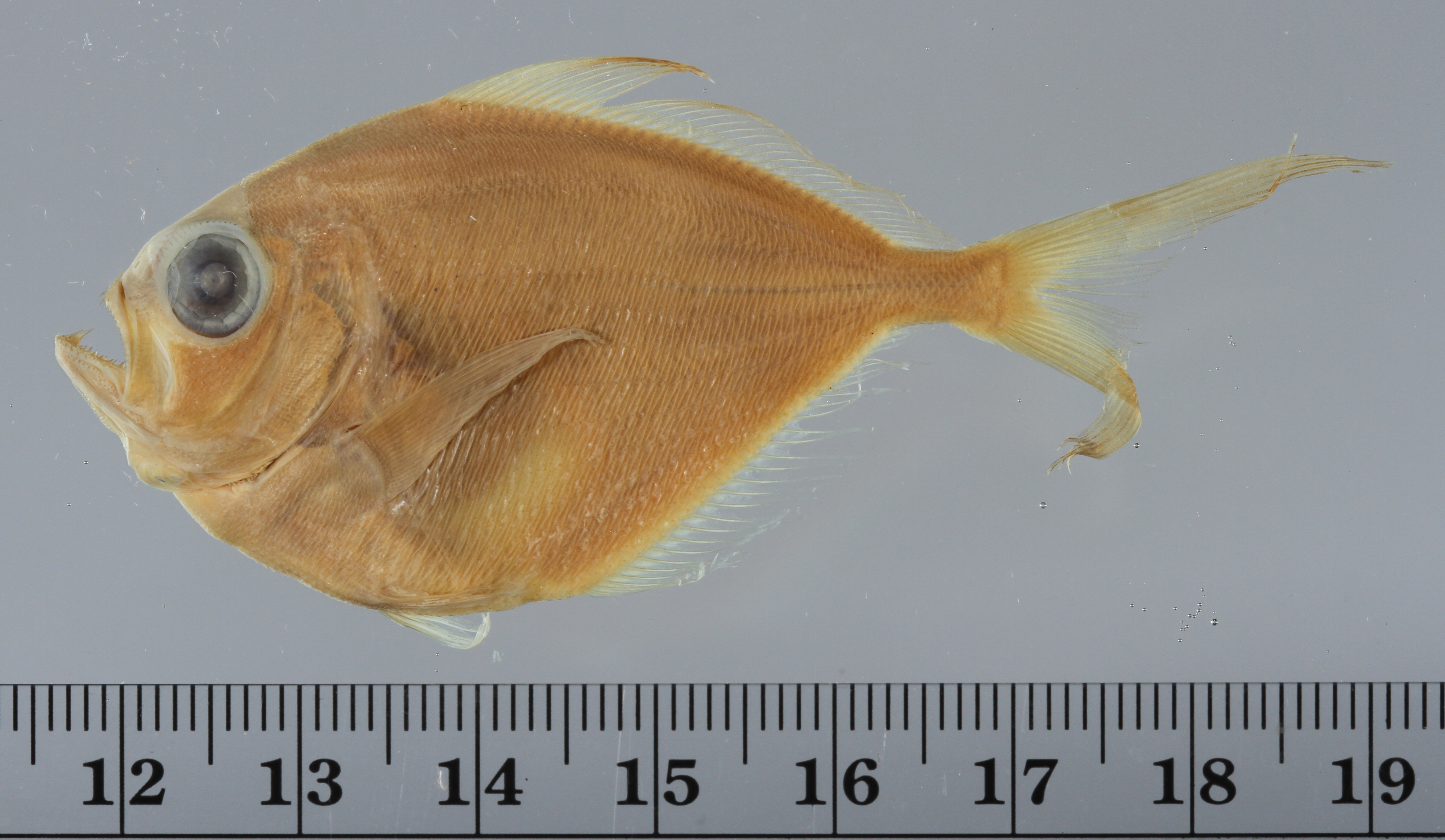 Angel (Taractichthys longipinnis) — Bramidae — 4