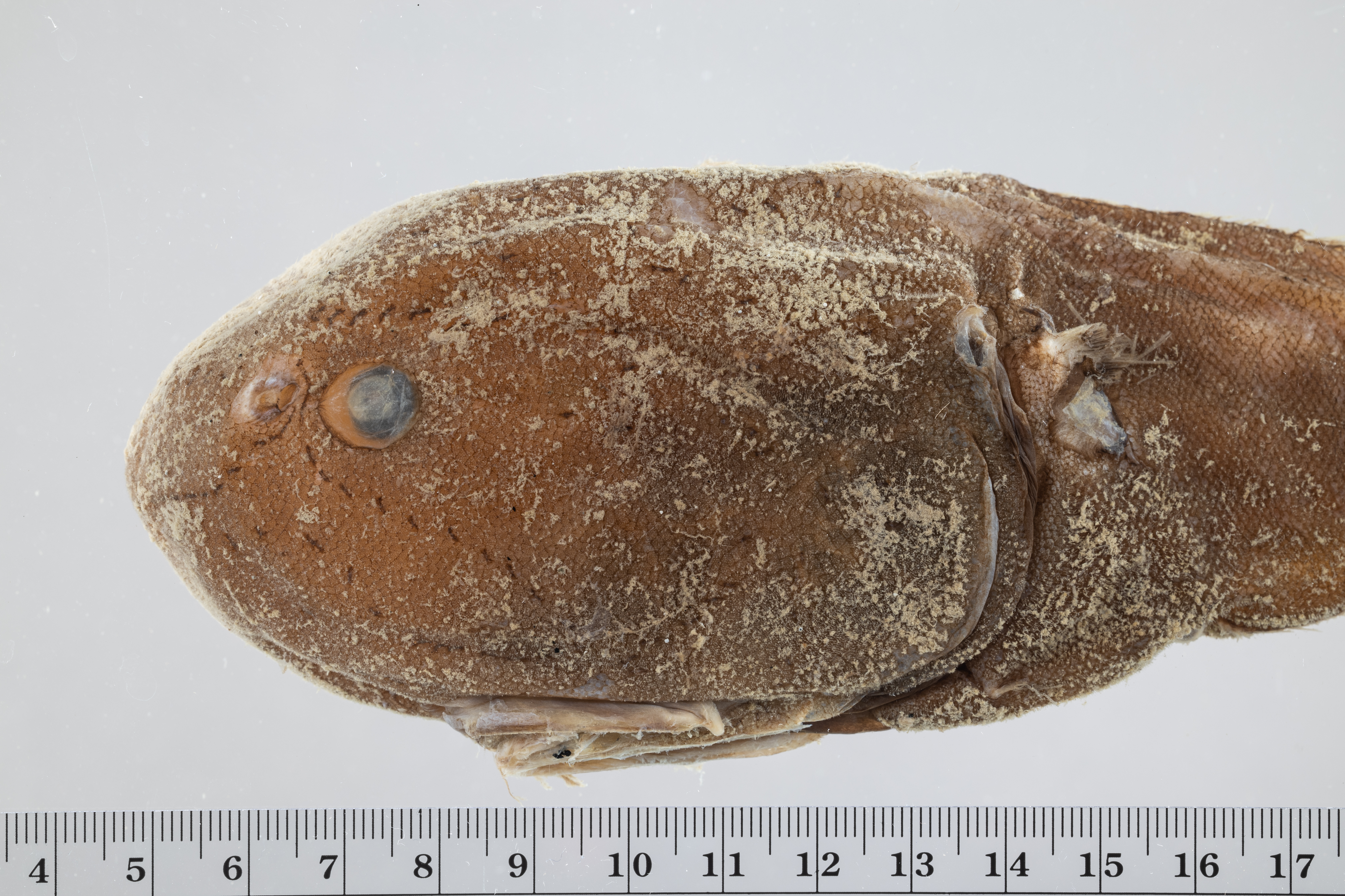 Tadpole Whiptail photo 4