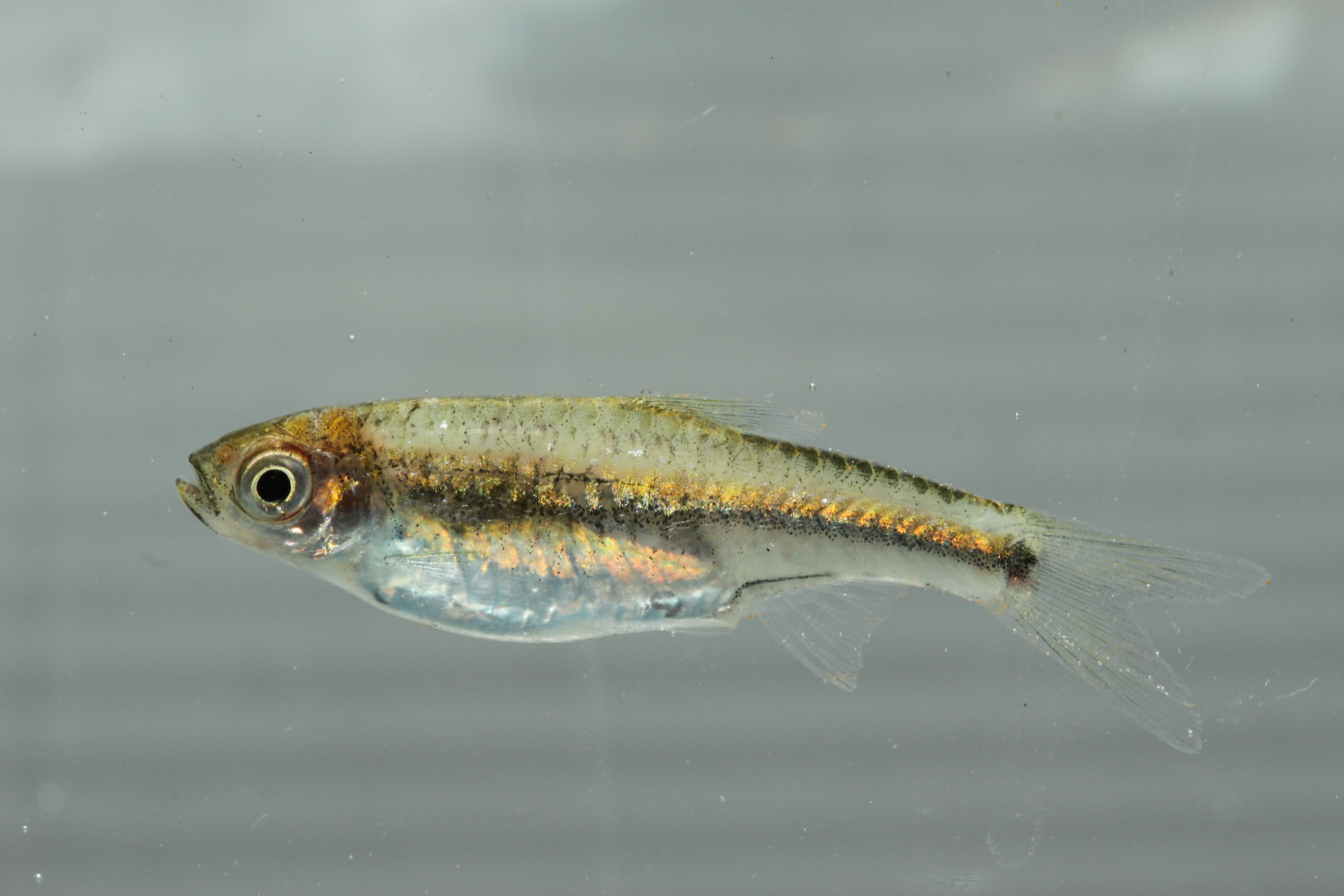 Rasbora trifasciata thumbnail