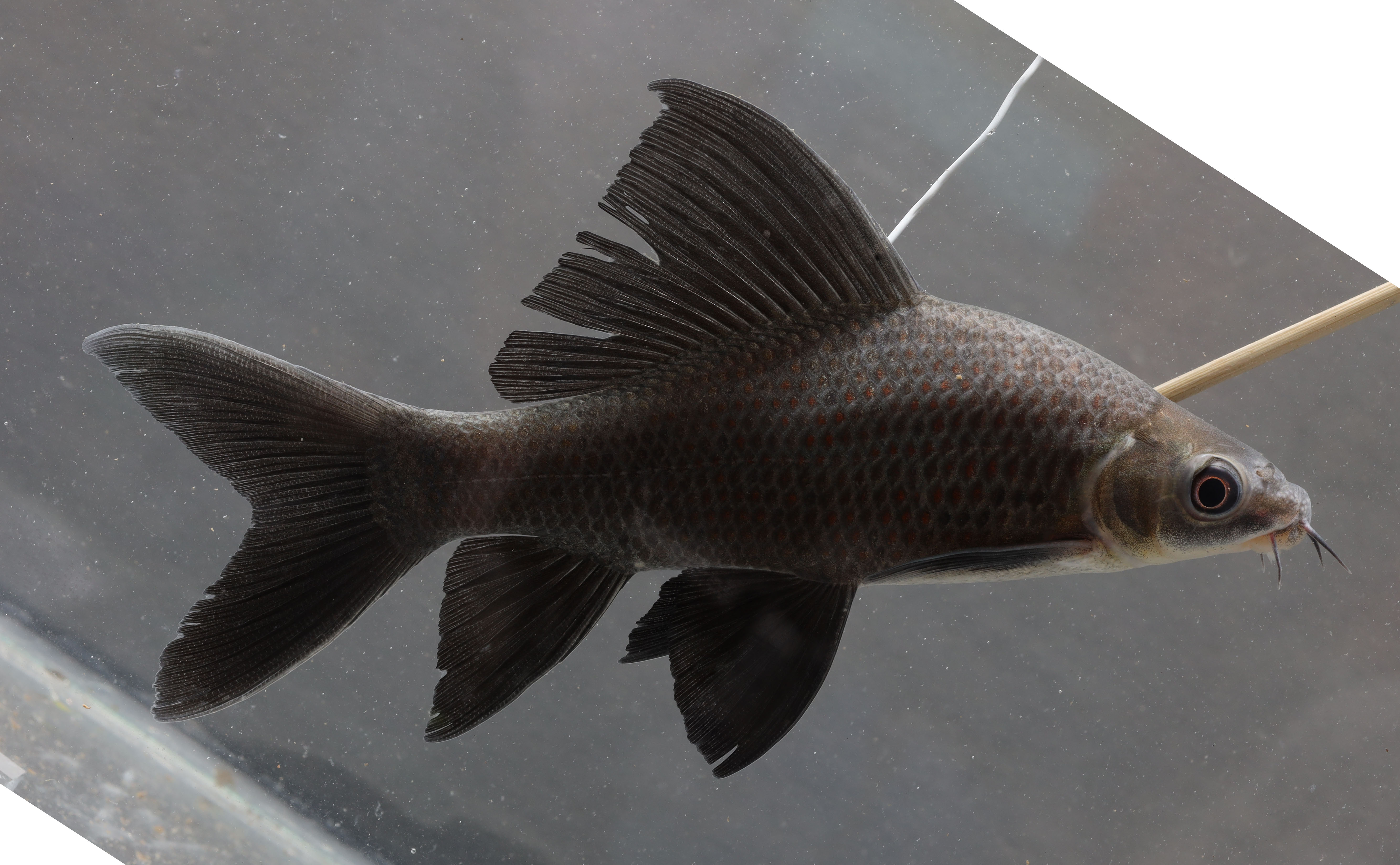 Black labeo (Labeo chrysophekadion) — Cyprinidae — 5