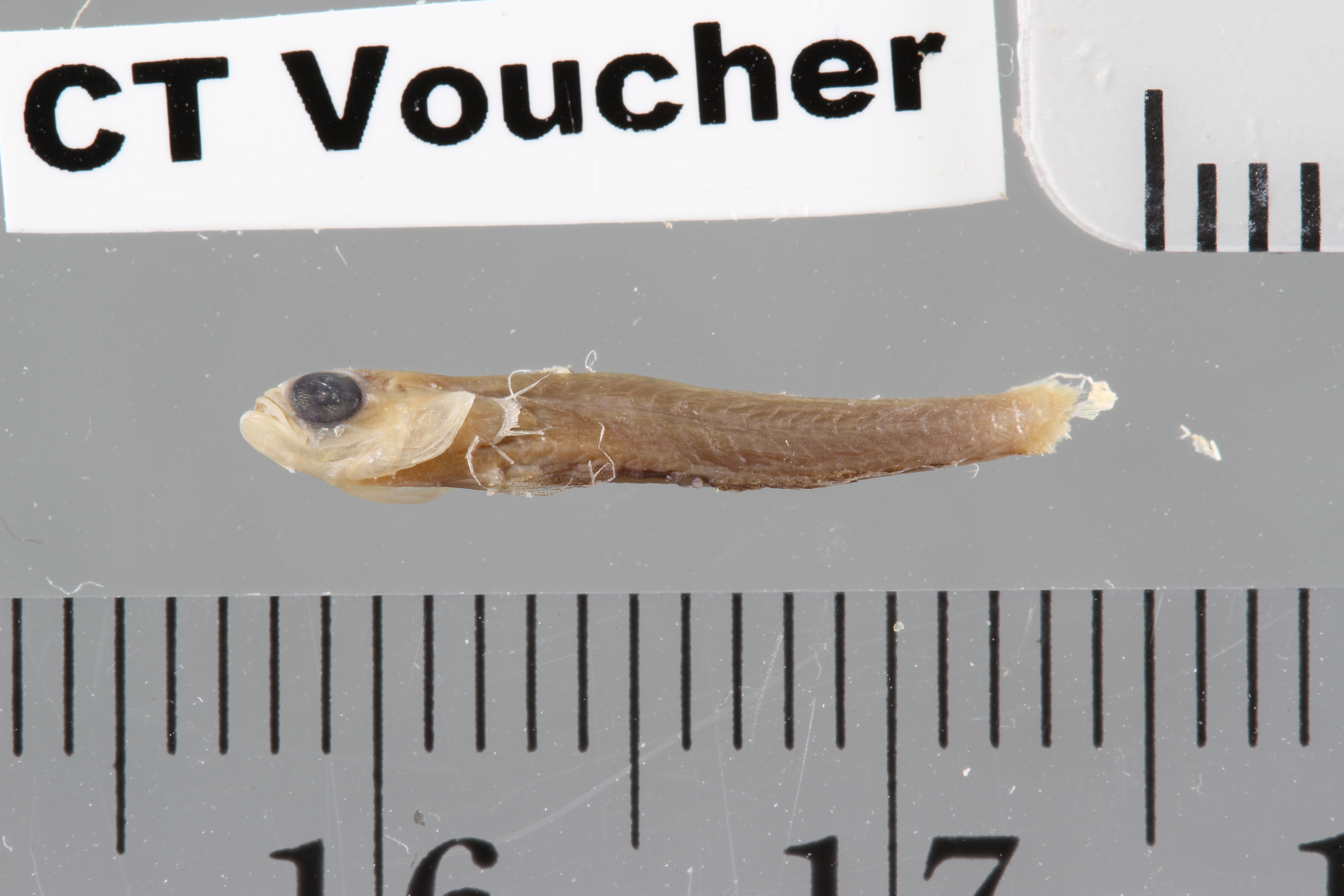 Vomerogobius flavus