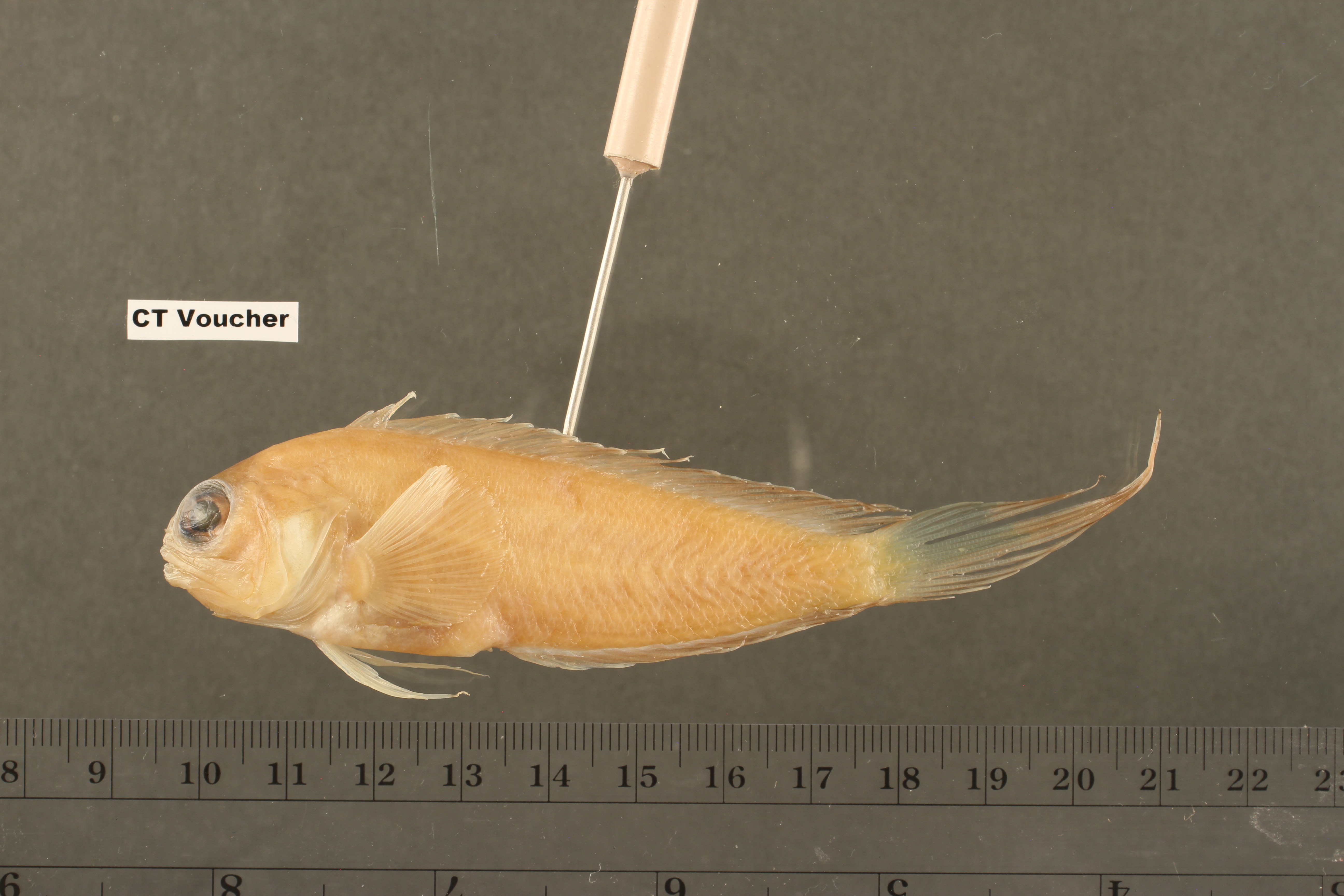 Swordtail jawfish (Lonchopisthus micrognathus) — Opistognathidae