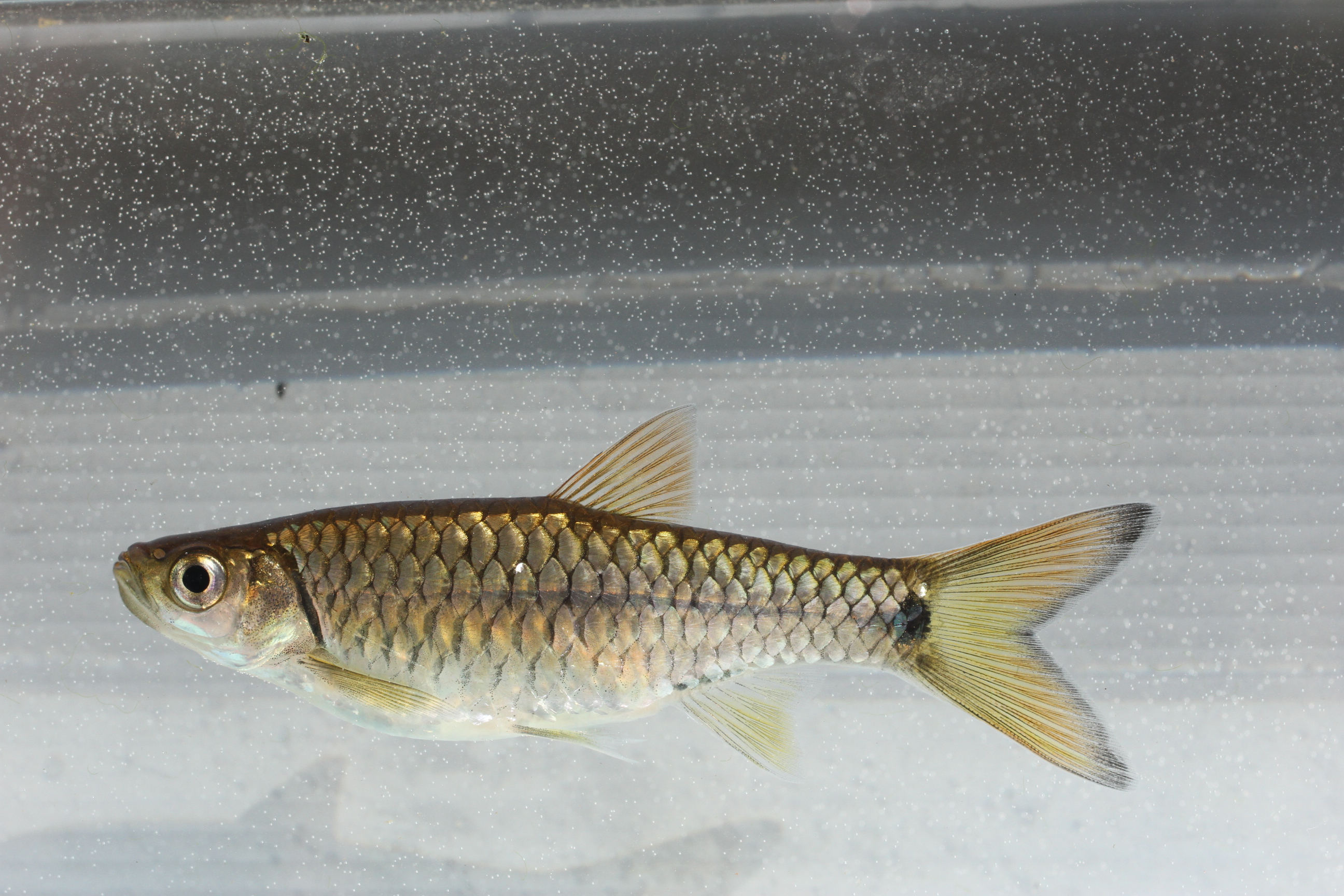 Gewone rasbora (Rasbora vulgaris) — Cyprinidae