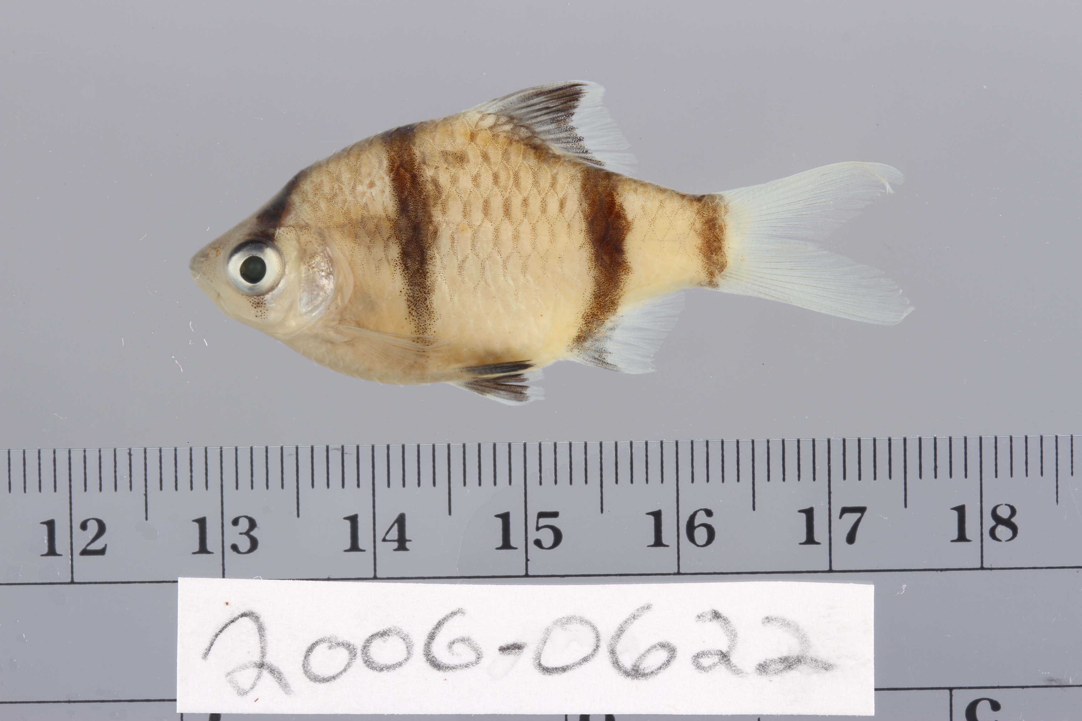 Tiger barb (Puntigrus tetrazona) — Cyprinidae — 2
