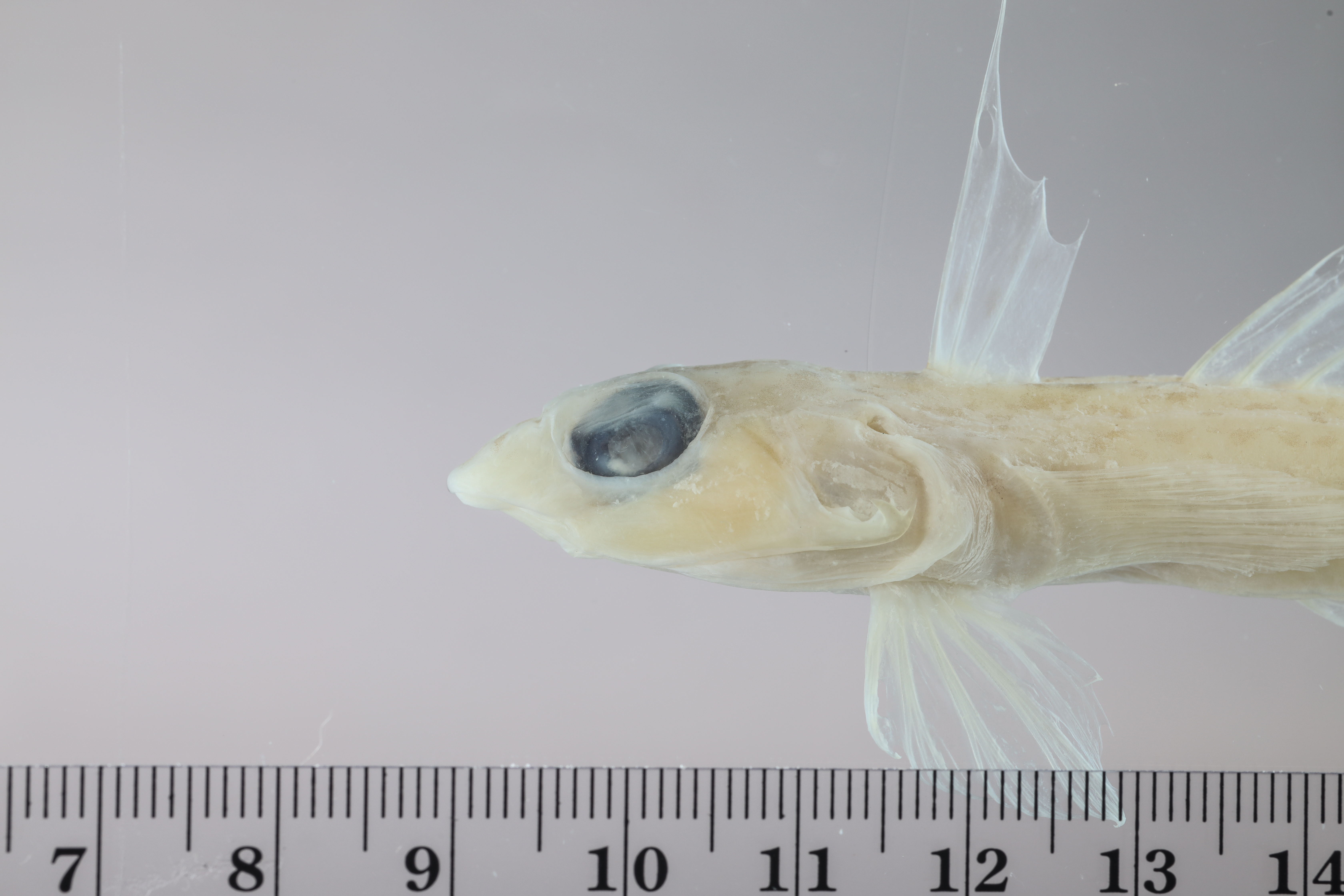 Palefin dragonet (Synchiropus goodenbeani) — Callionymidae — 4