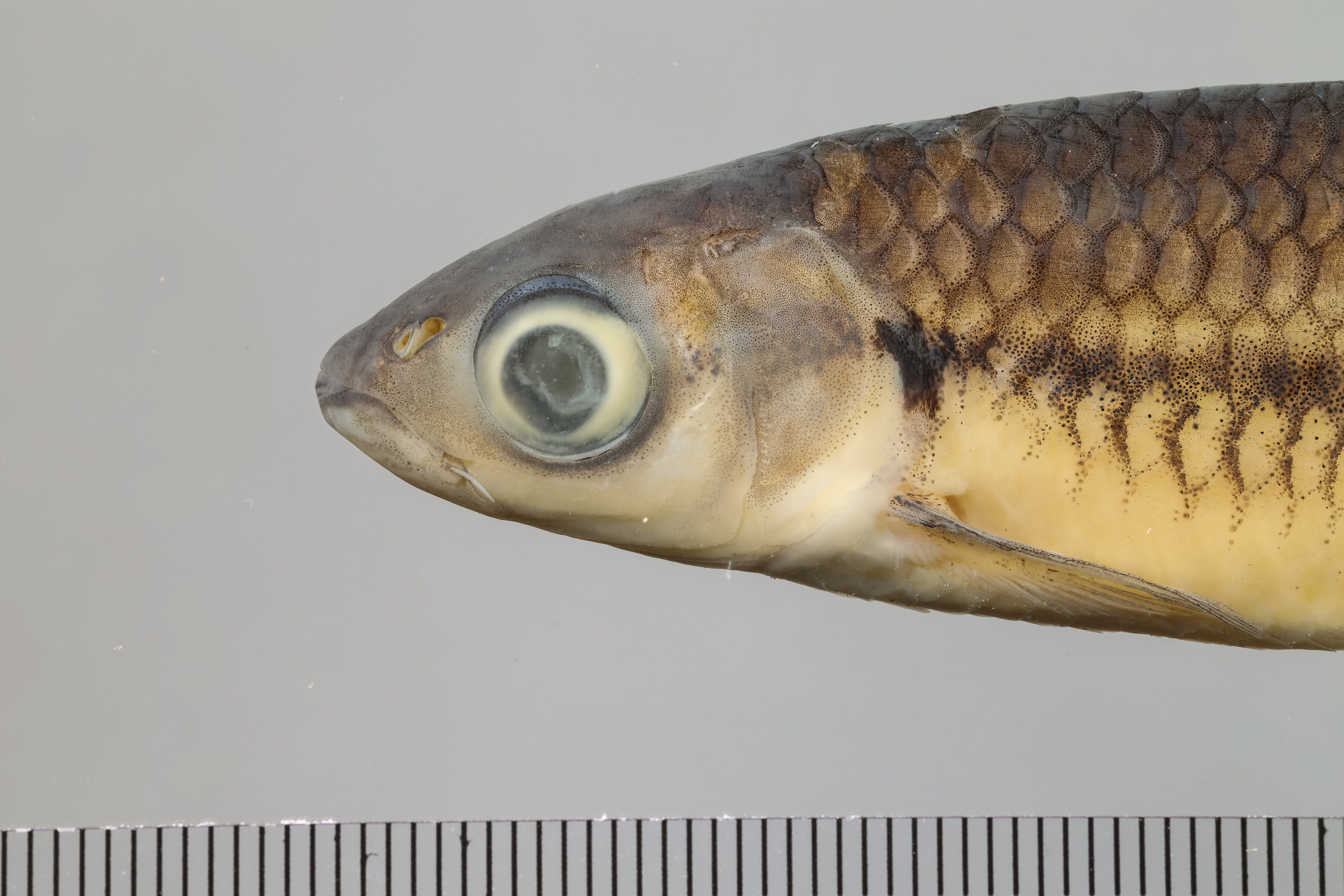 Leptobarbus rubripinna thumbnail