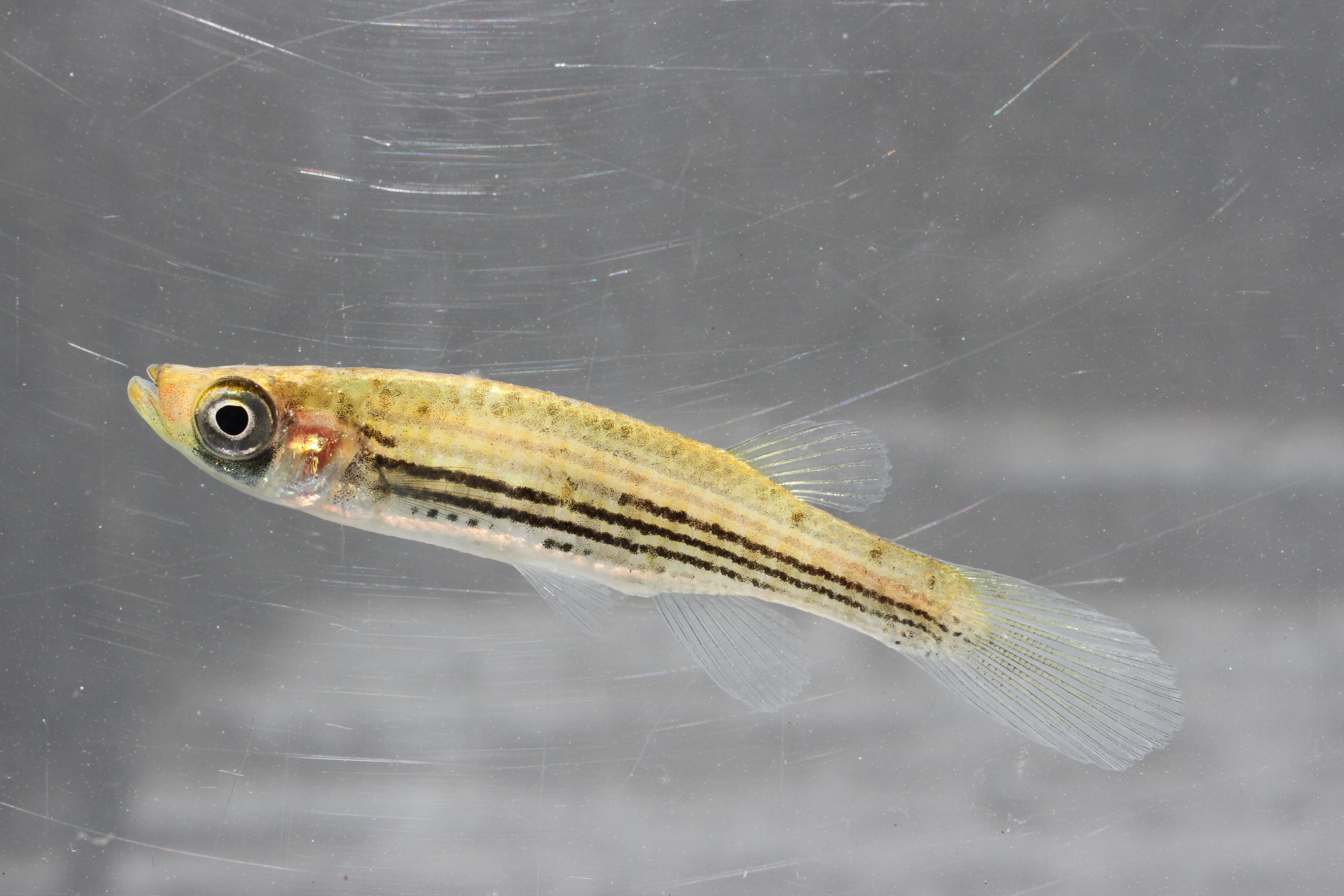 Fundulus lineolatus thumbnail
