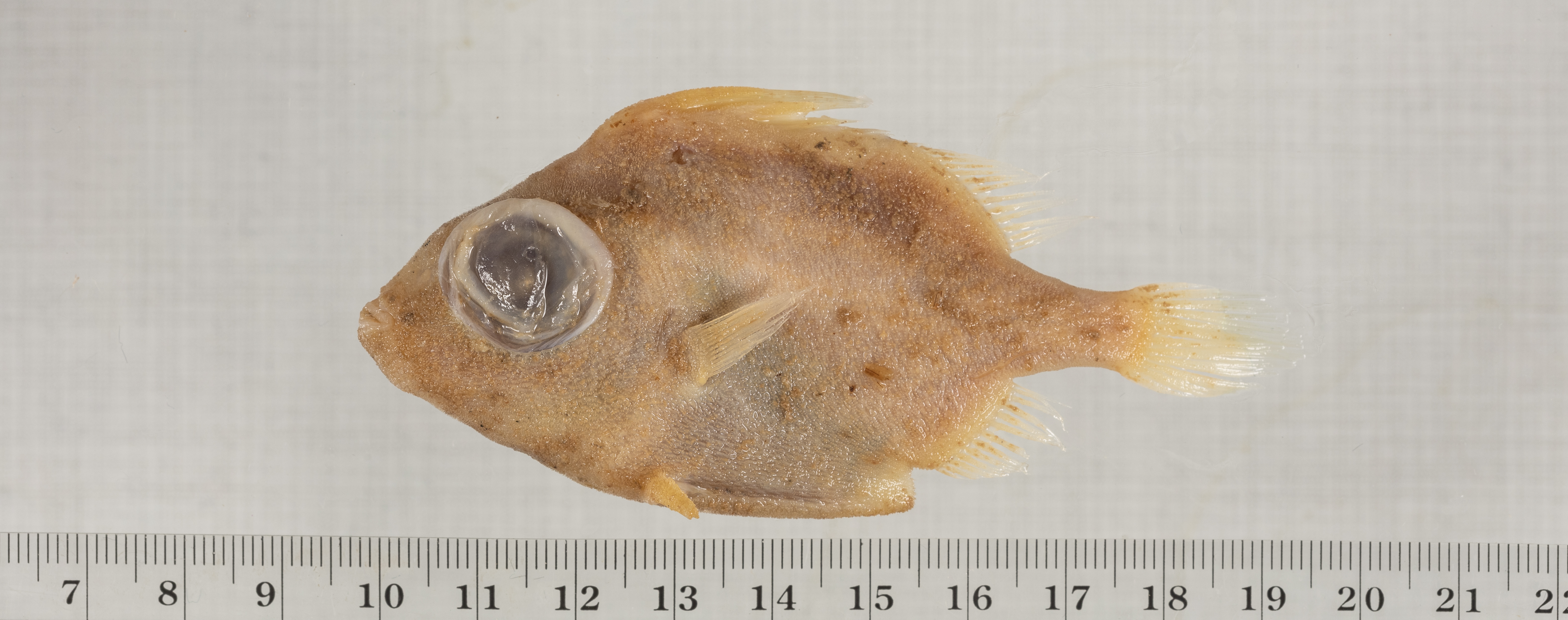 Johnsonina eriomma thumbnail