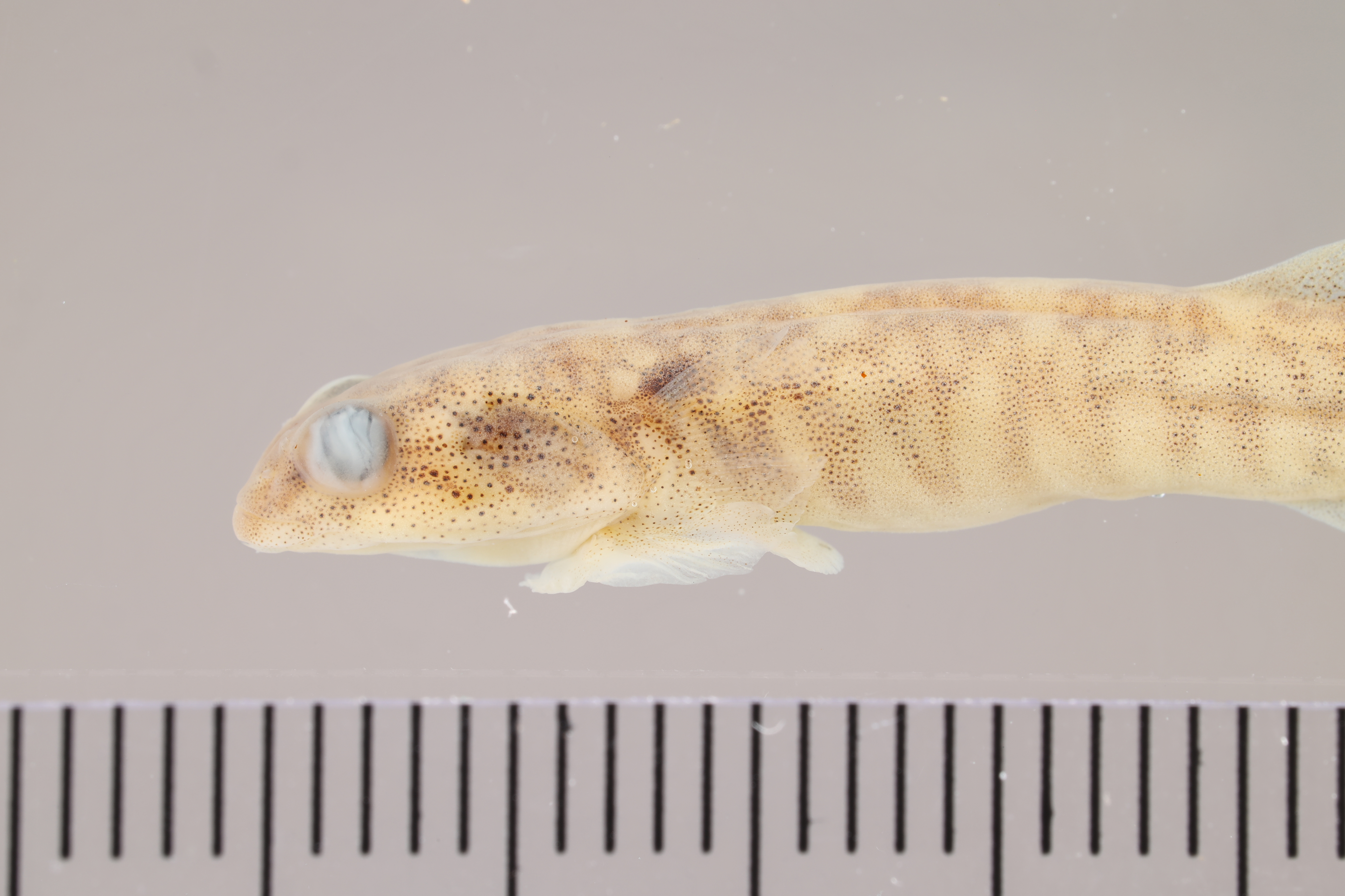 Tomicodon abuelorum