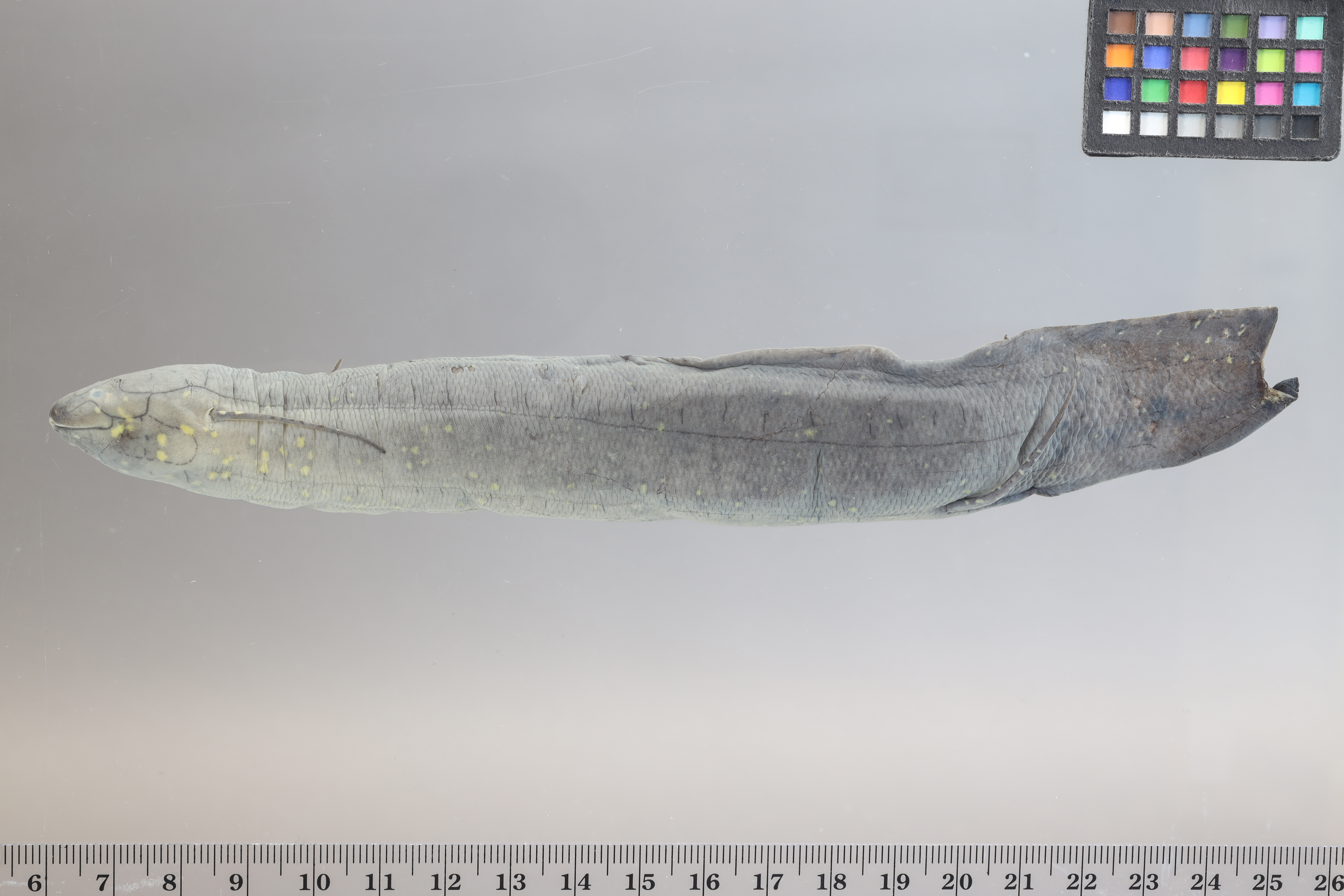 South American lungfish (Lepidosiren paradoxa) — Lepidosirenidae — 2