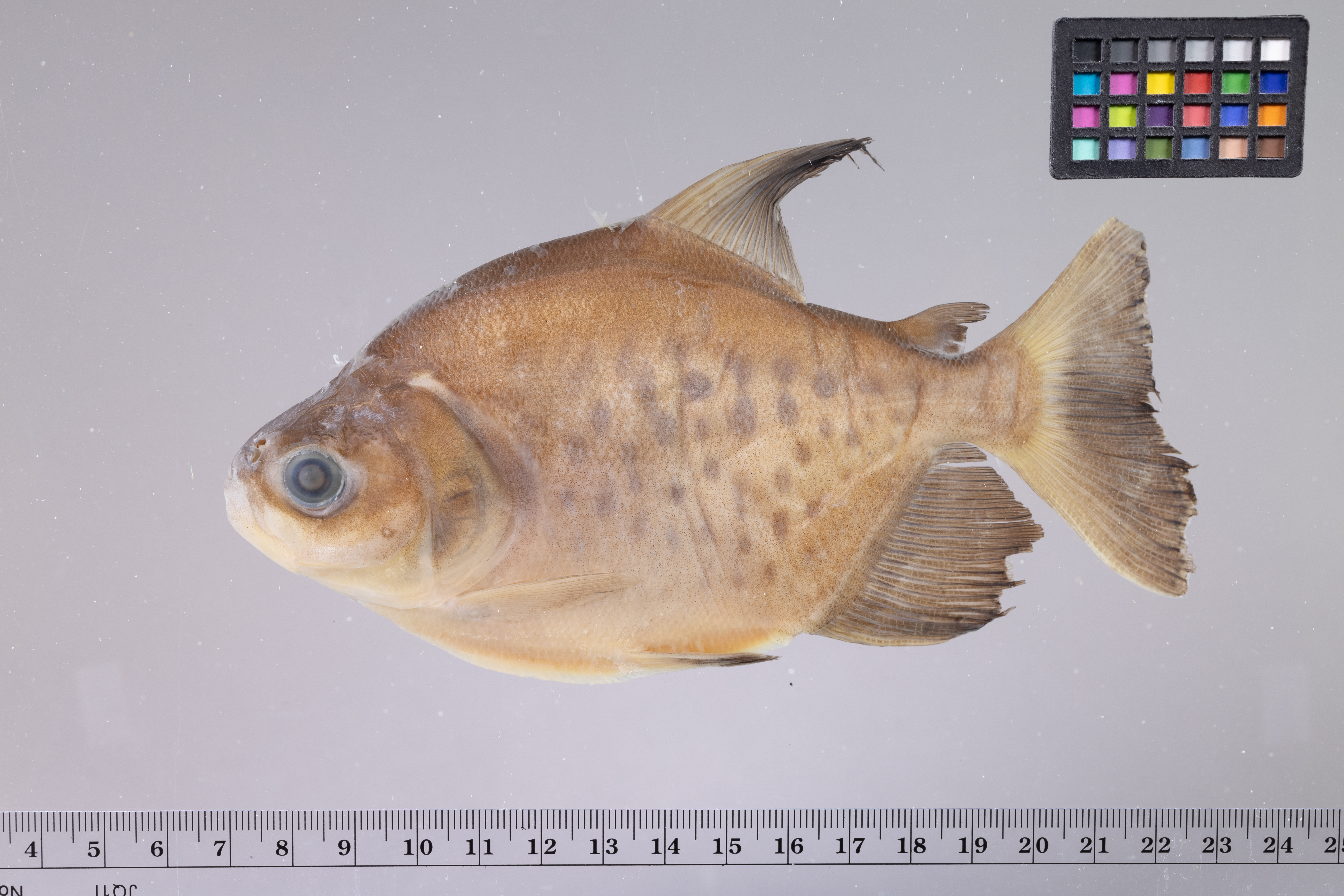 Tambaqui (Colossoma macropomum) — Serrasalmidae — 4