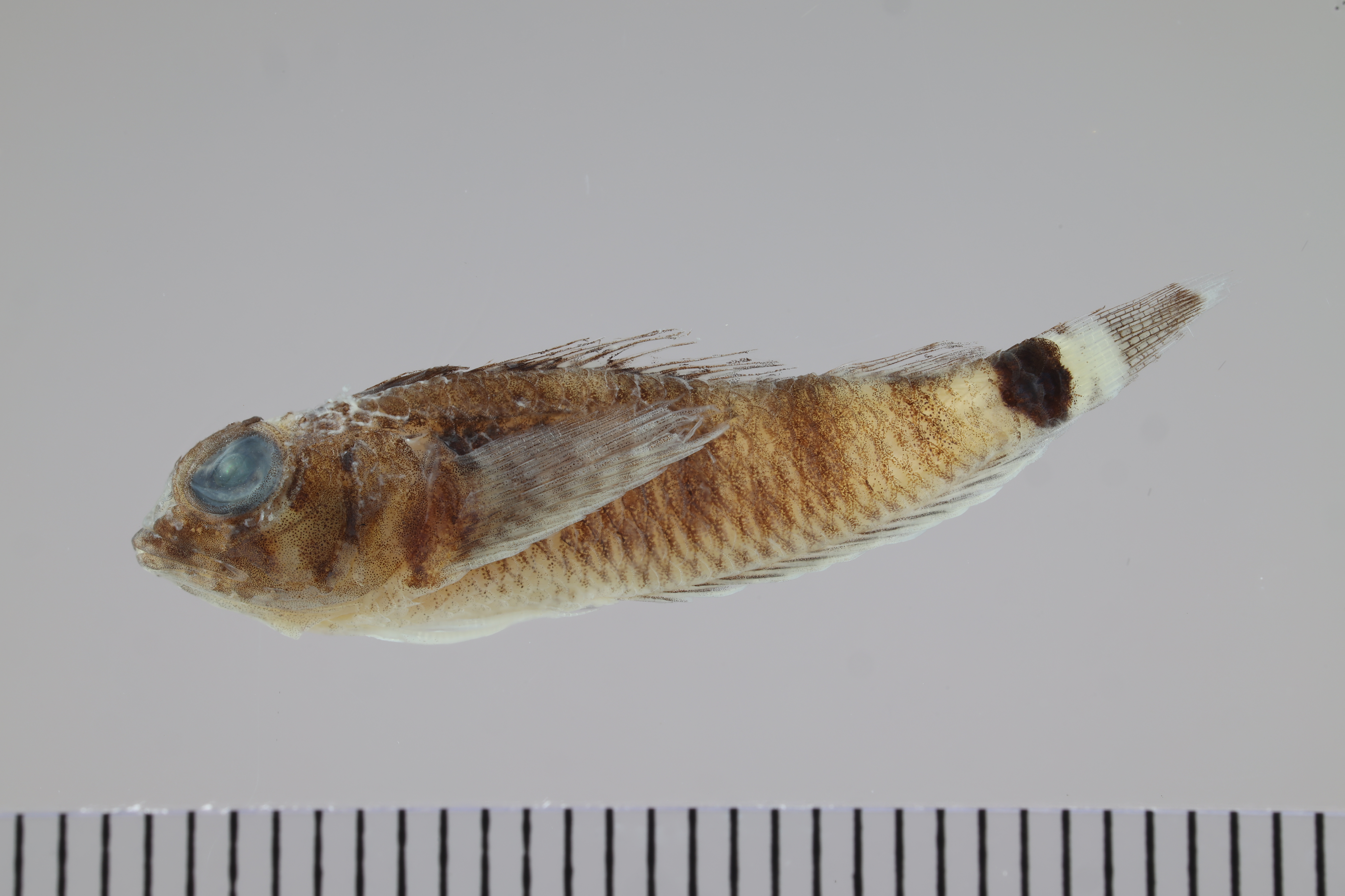Redbelly triplefin (Enneanectes jordani) — Tripterygiidae — 2