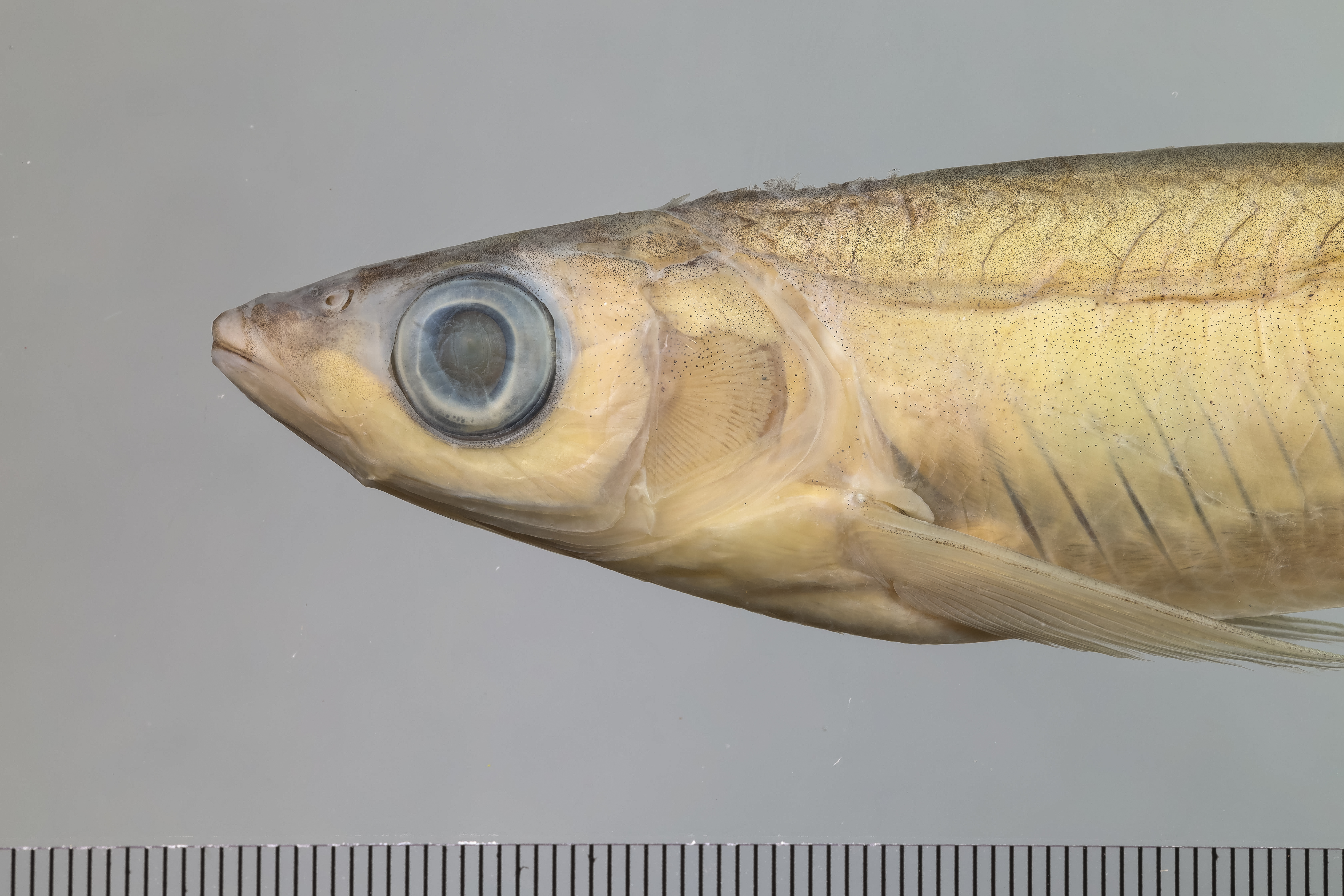 Pseudohemiculter pacboensis thumbnail