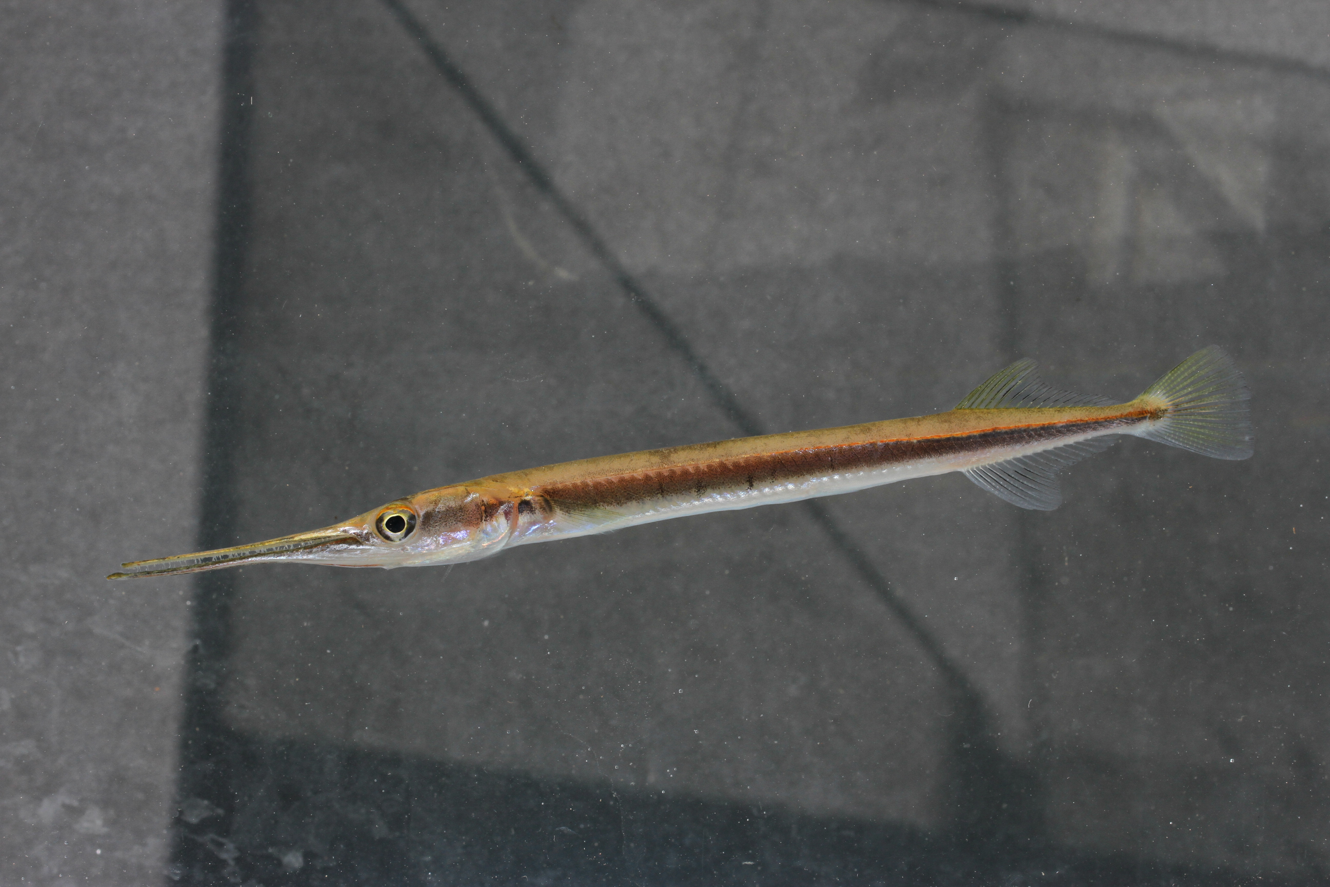 Aziatische zoetwatergeep (Xenentodon cancila) — Belonidae — 5