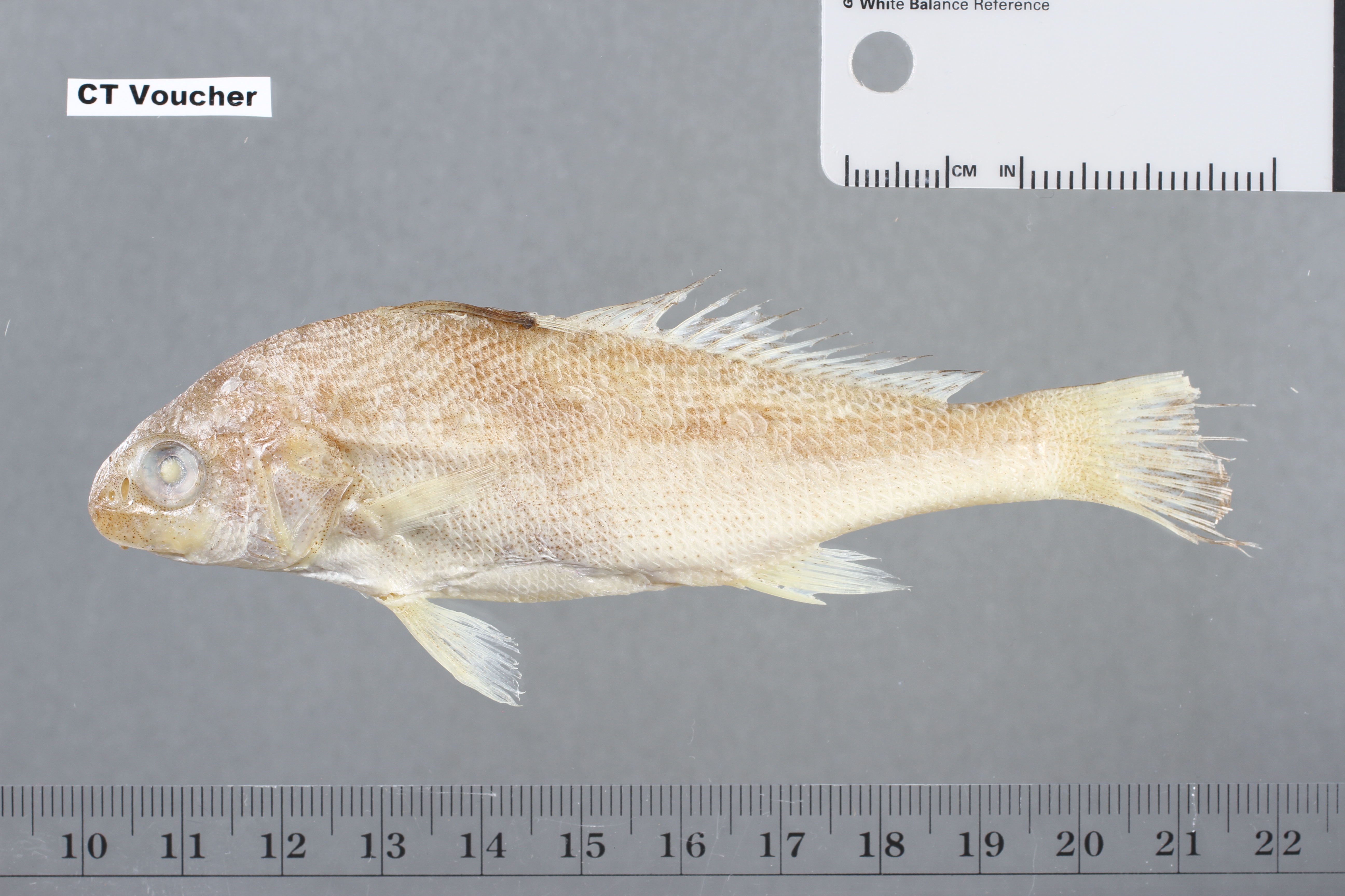 Umbrina cirrosa thumbnail