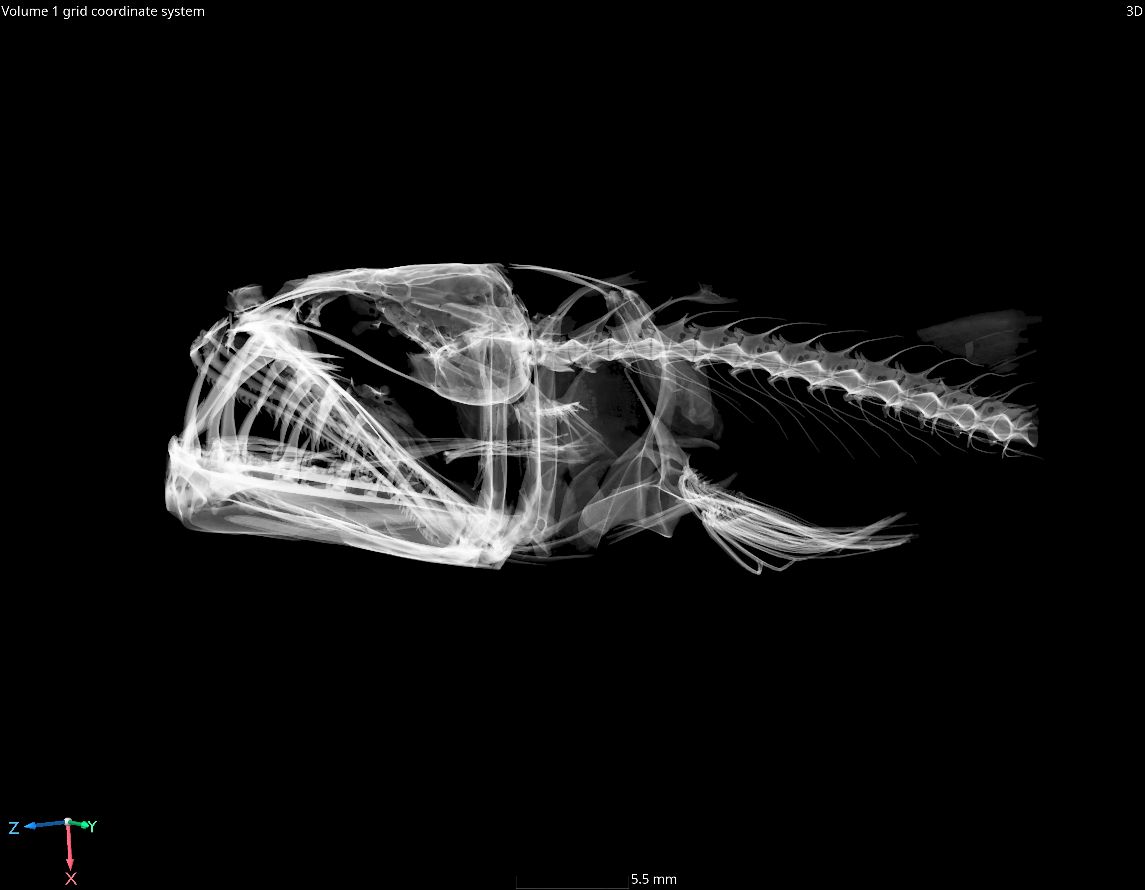 Odontostomops normalops