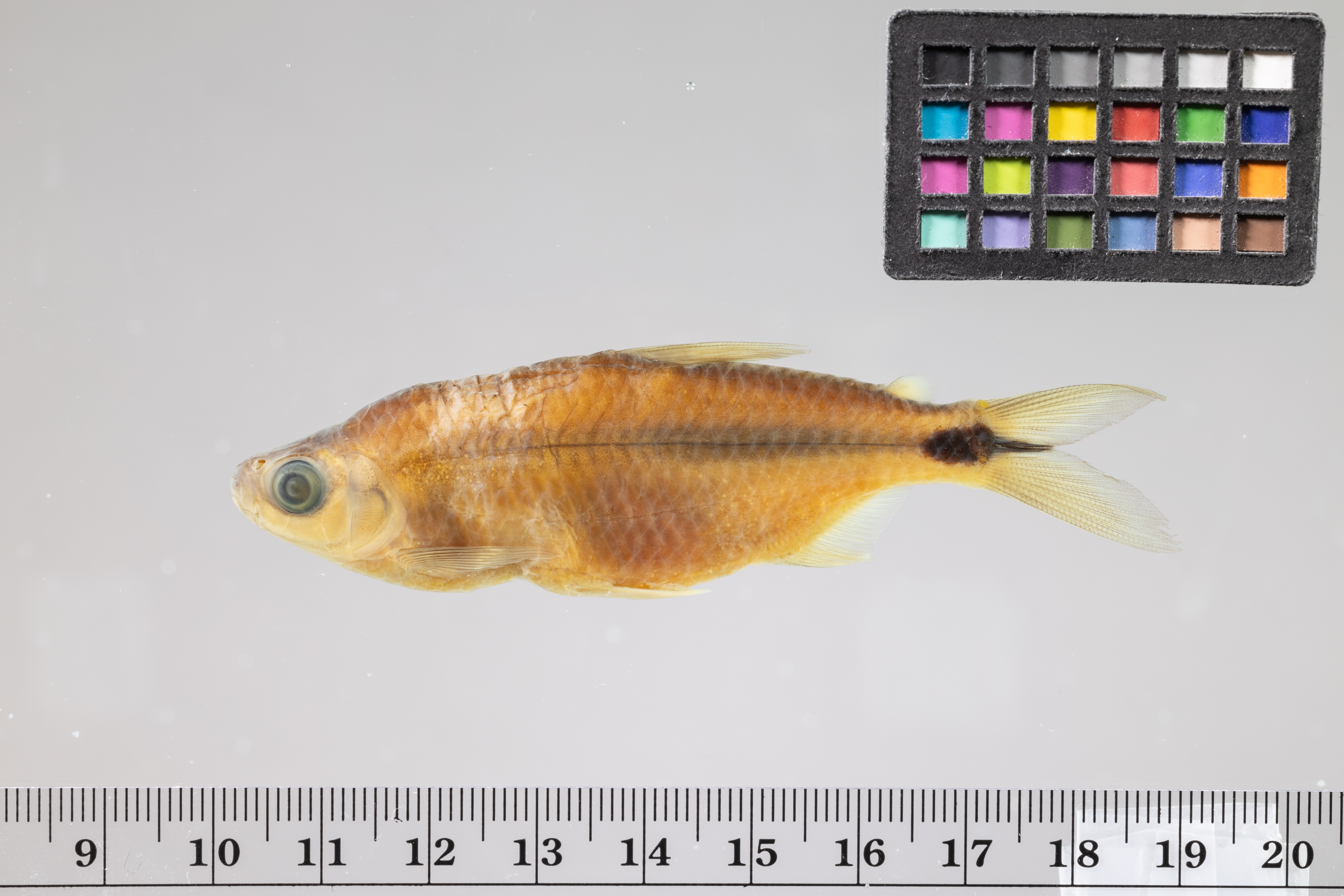Brycinus