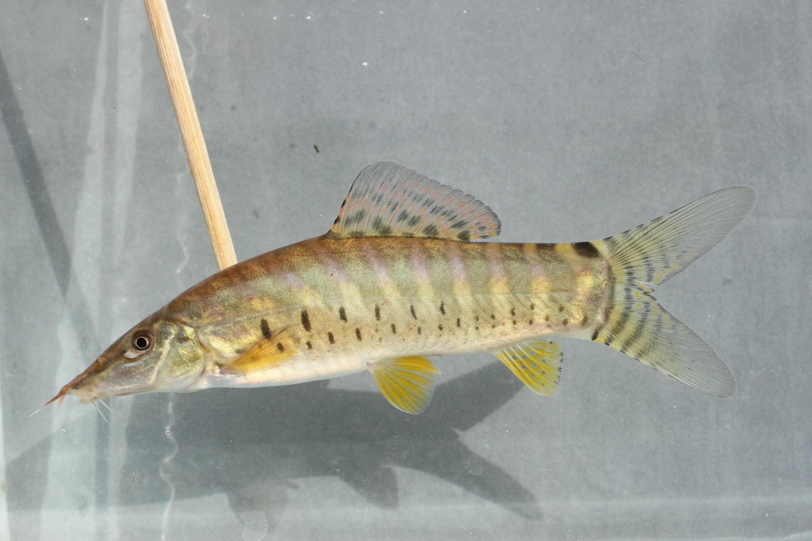 Tiger loach (Syncrossus helodes) — Cobitidae