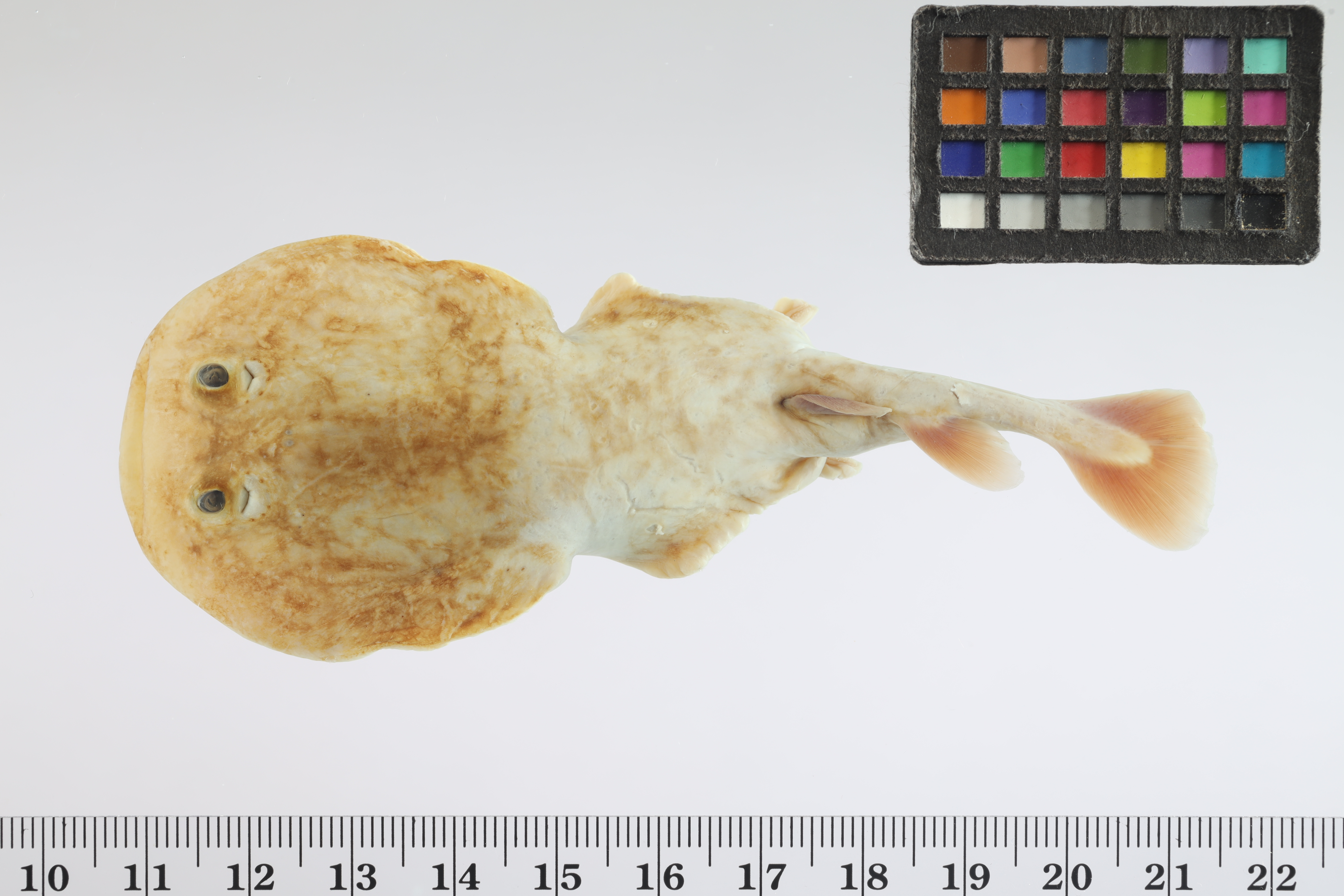 Diplobatis thumbnail