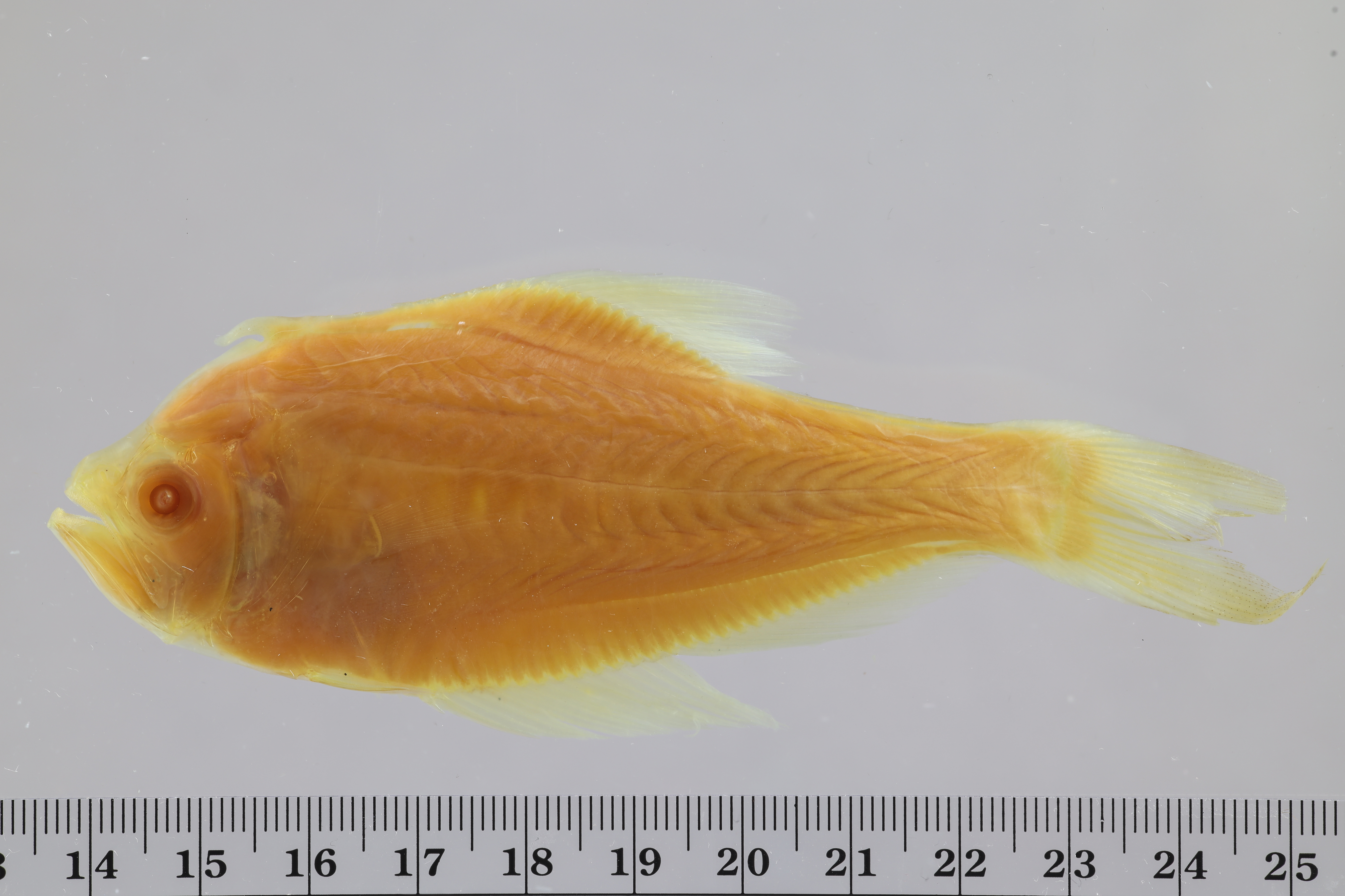 Indian nurseryfish (Kurtus indicus) — Kurtidae — 4