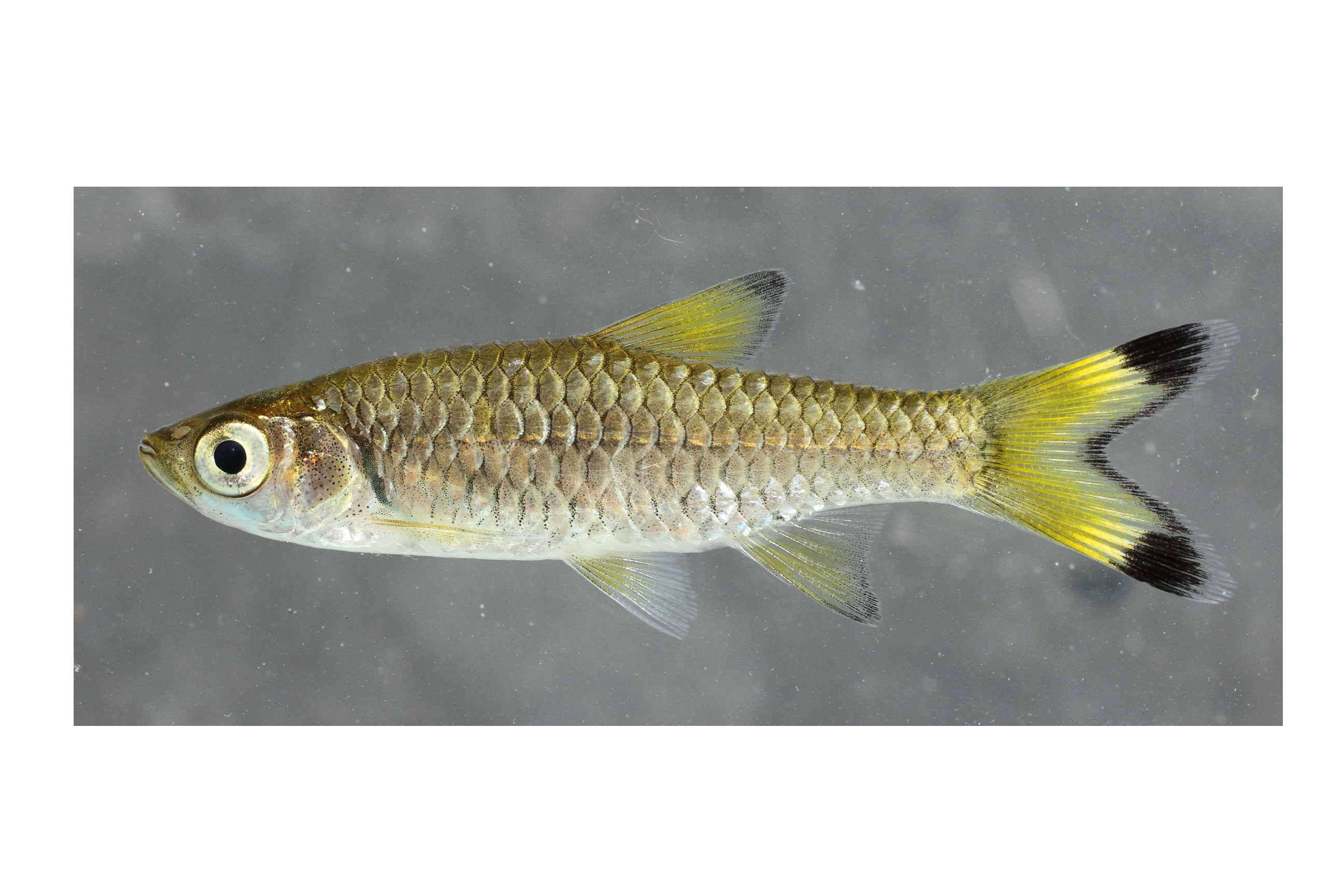 Gangesrasbora (Rasbora rasbora) — Cyprinidae
