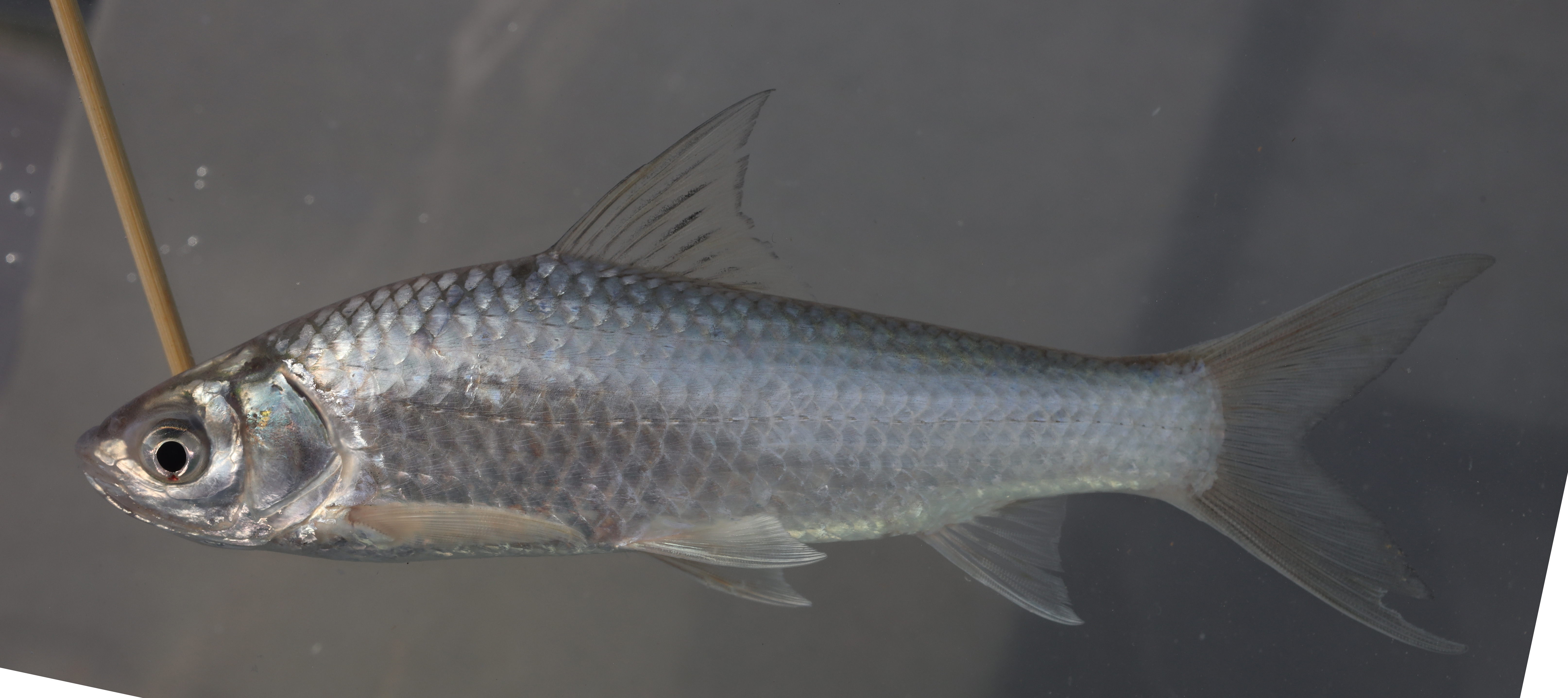 Siamese mud carp (Henicorhynchus siamensis) — Cyprinidae — 5