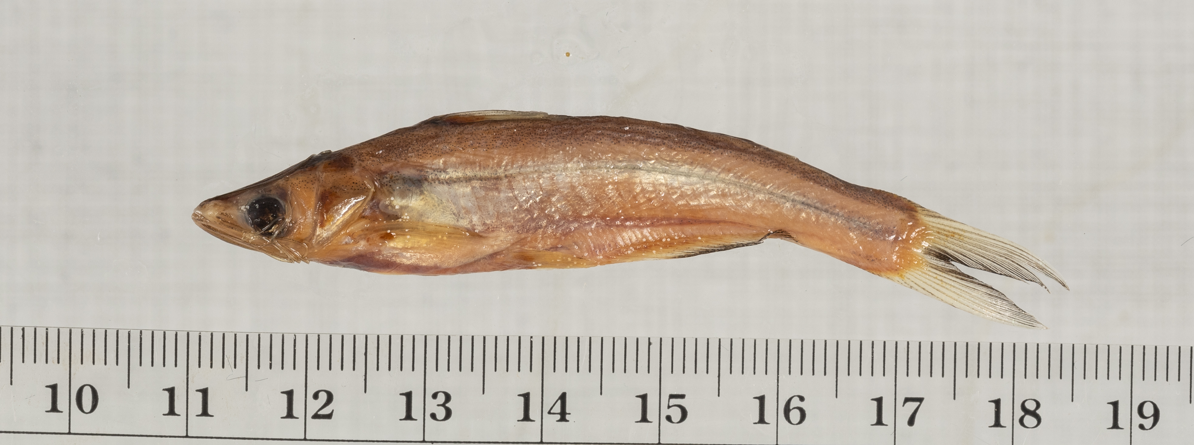 Pseudeutropius brachypopterus