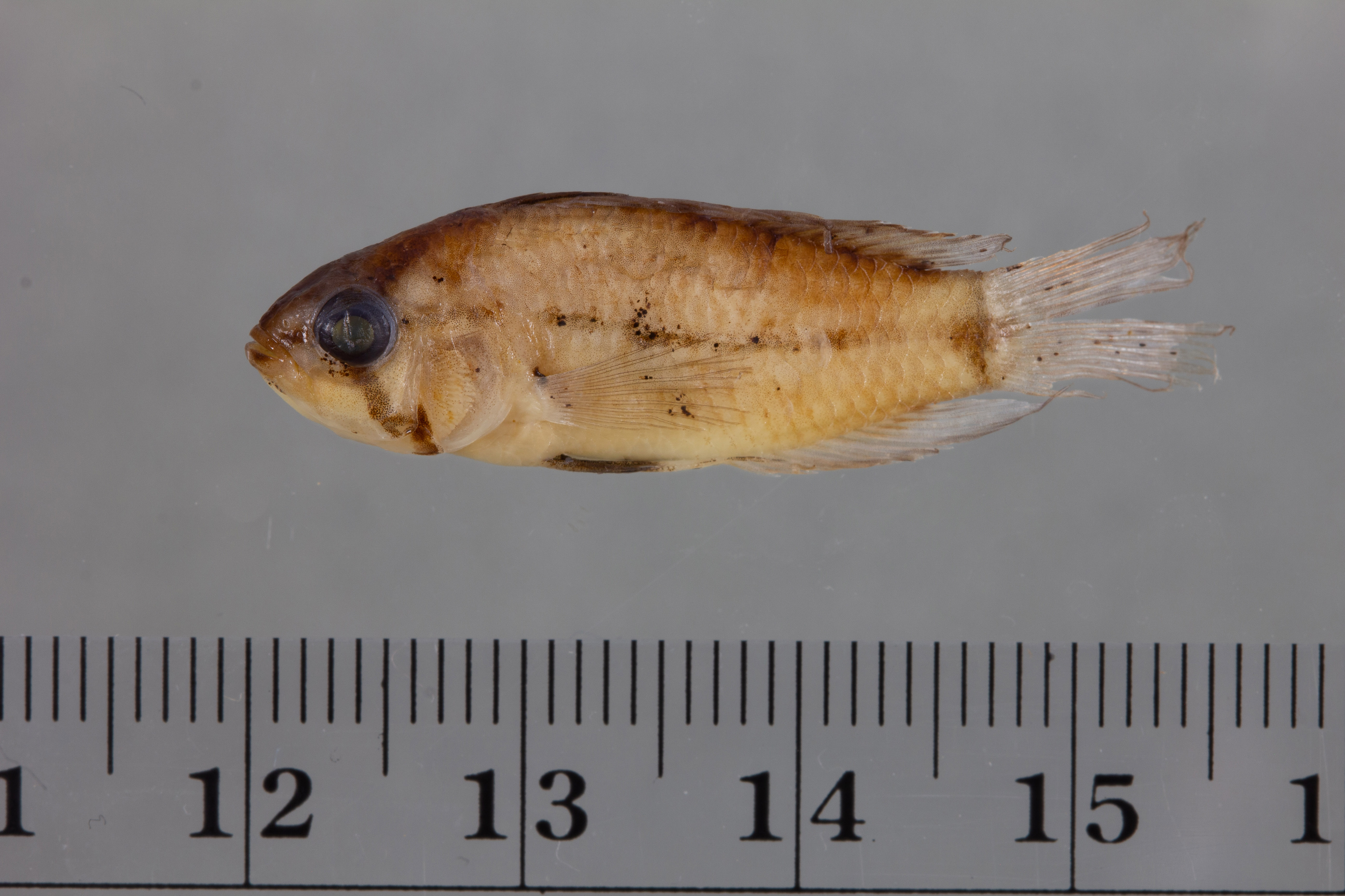 Apistogrammoides pucallpaensis