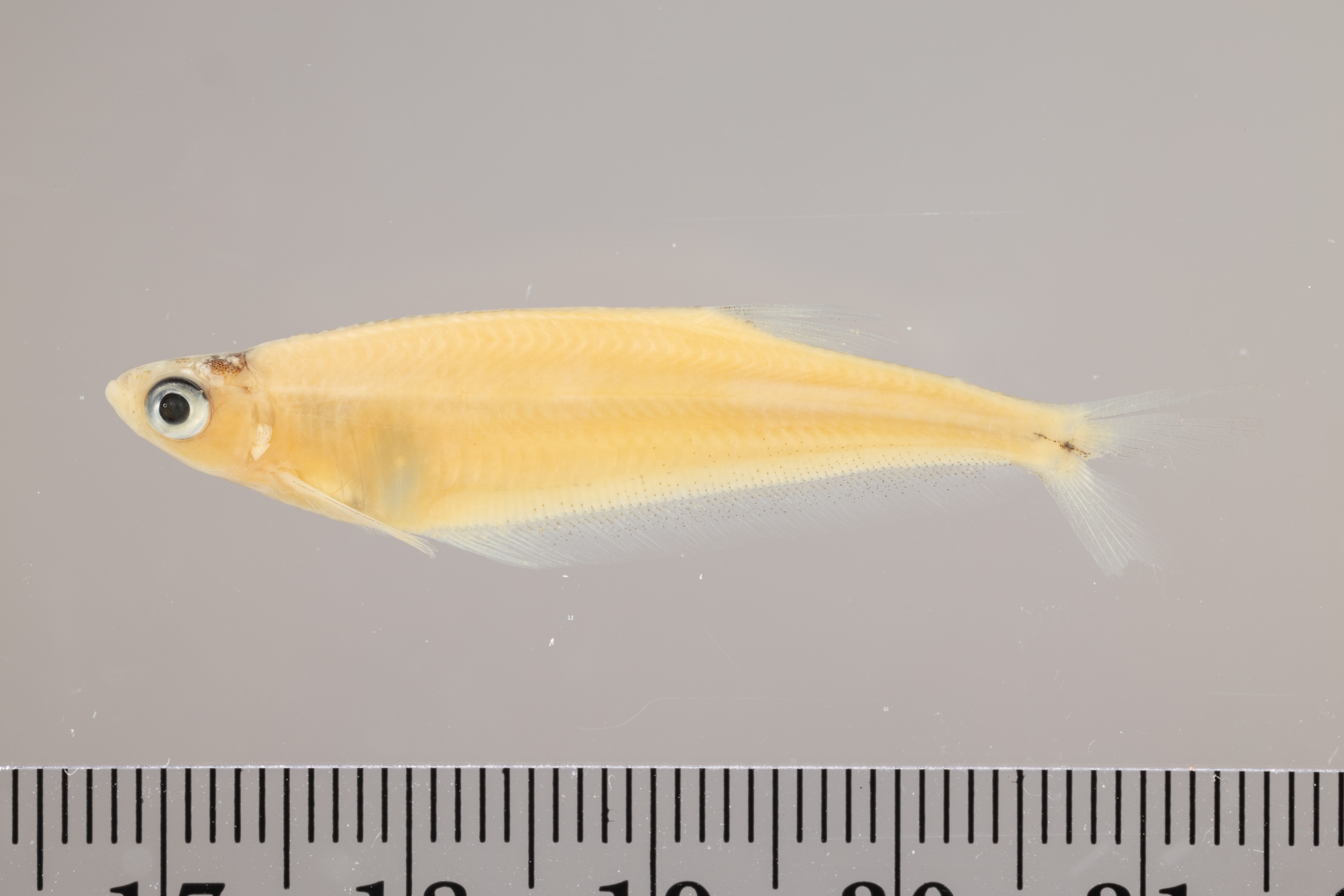 Longfin glass tetra (Xenagoniates bondi) — Characidae — 2