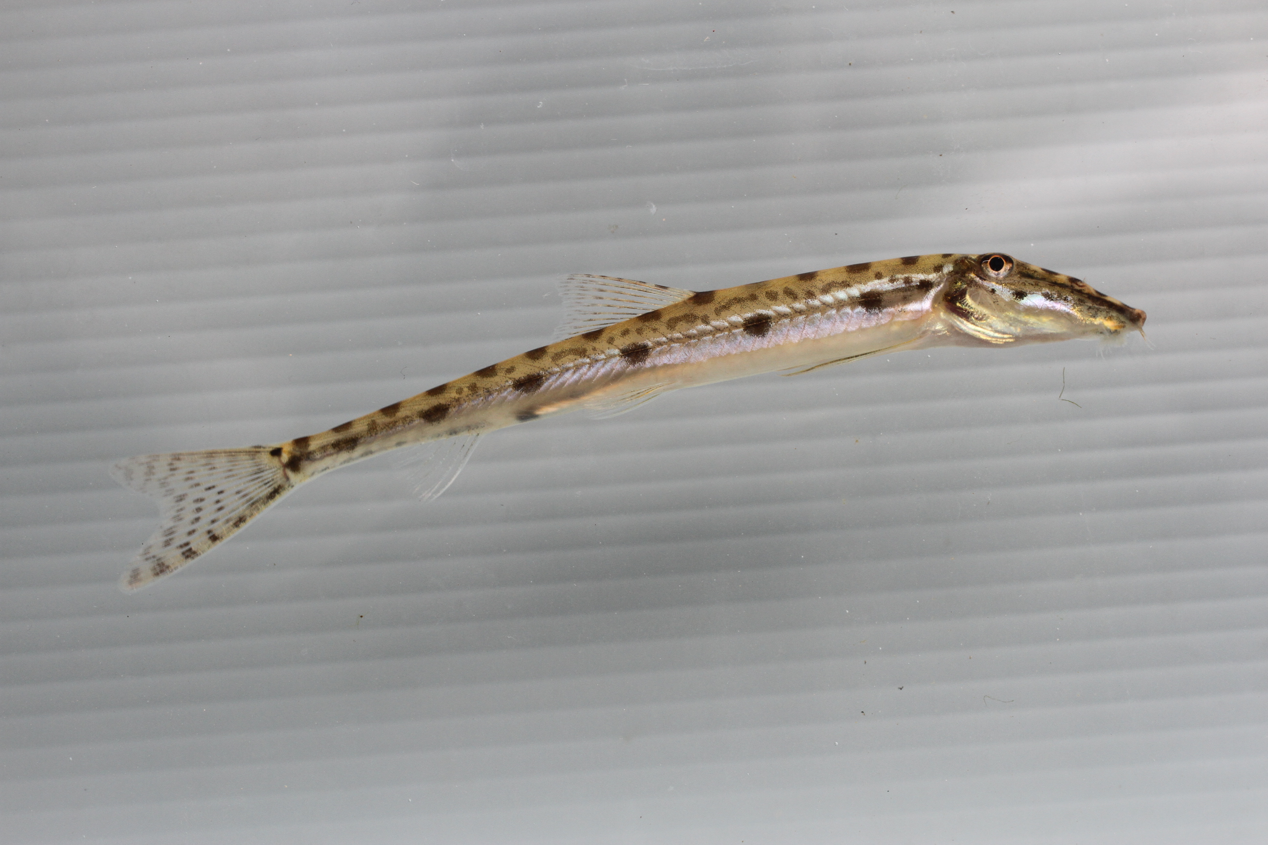 Horseface loach (Acantopsis dialuzona) — Cobitidae — 4
