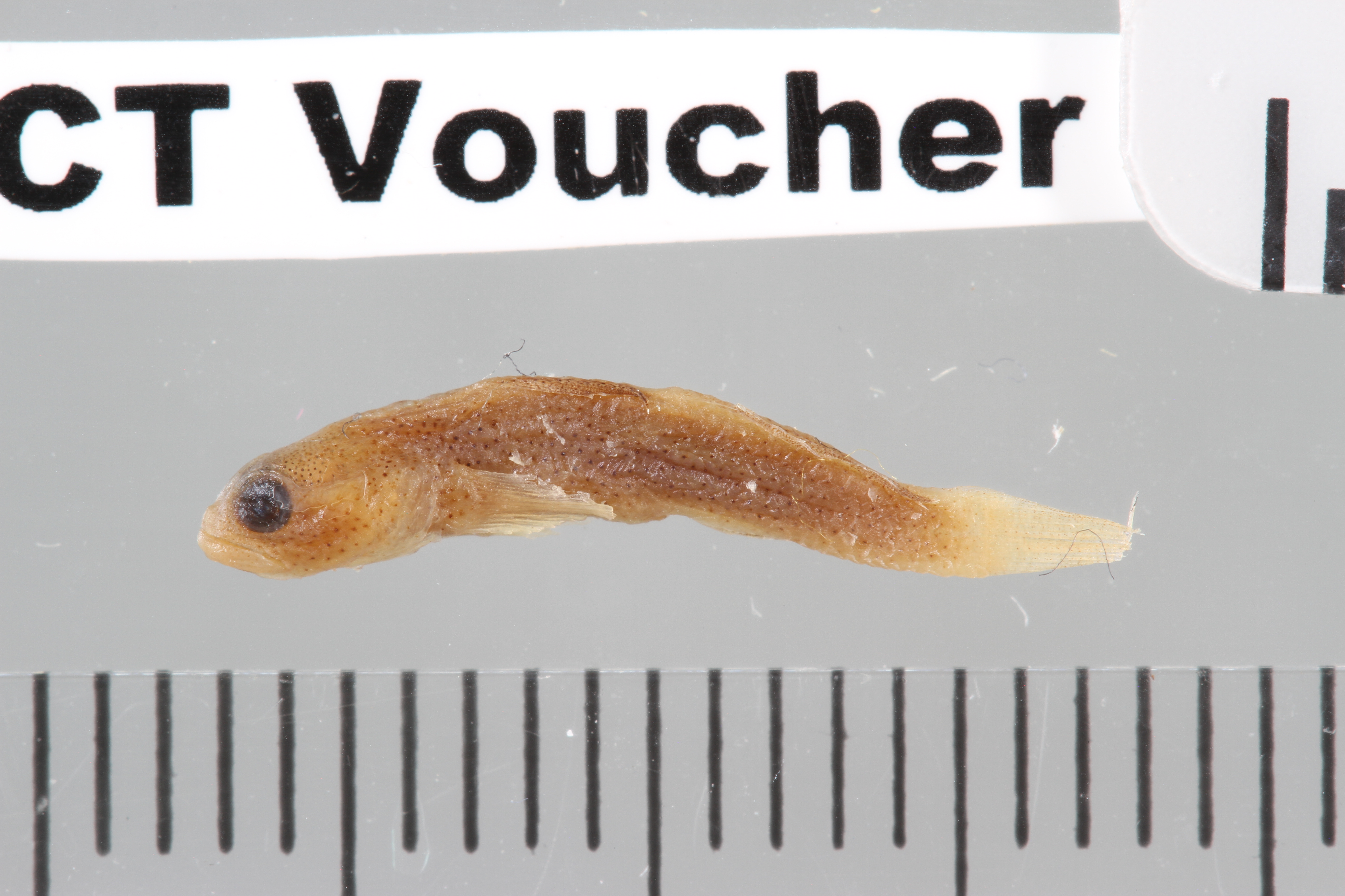 Peppered goby (Pariah scotius) — Gobiidae