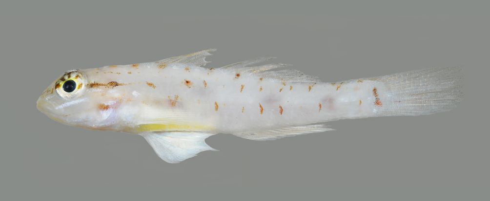 Coryphopterus tortugae