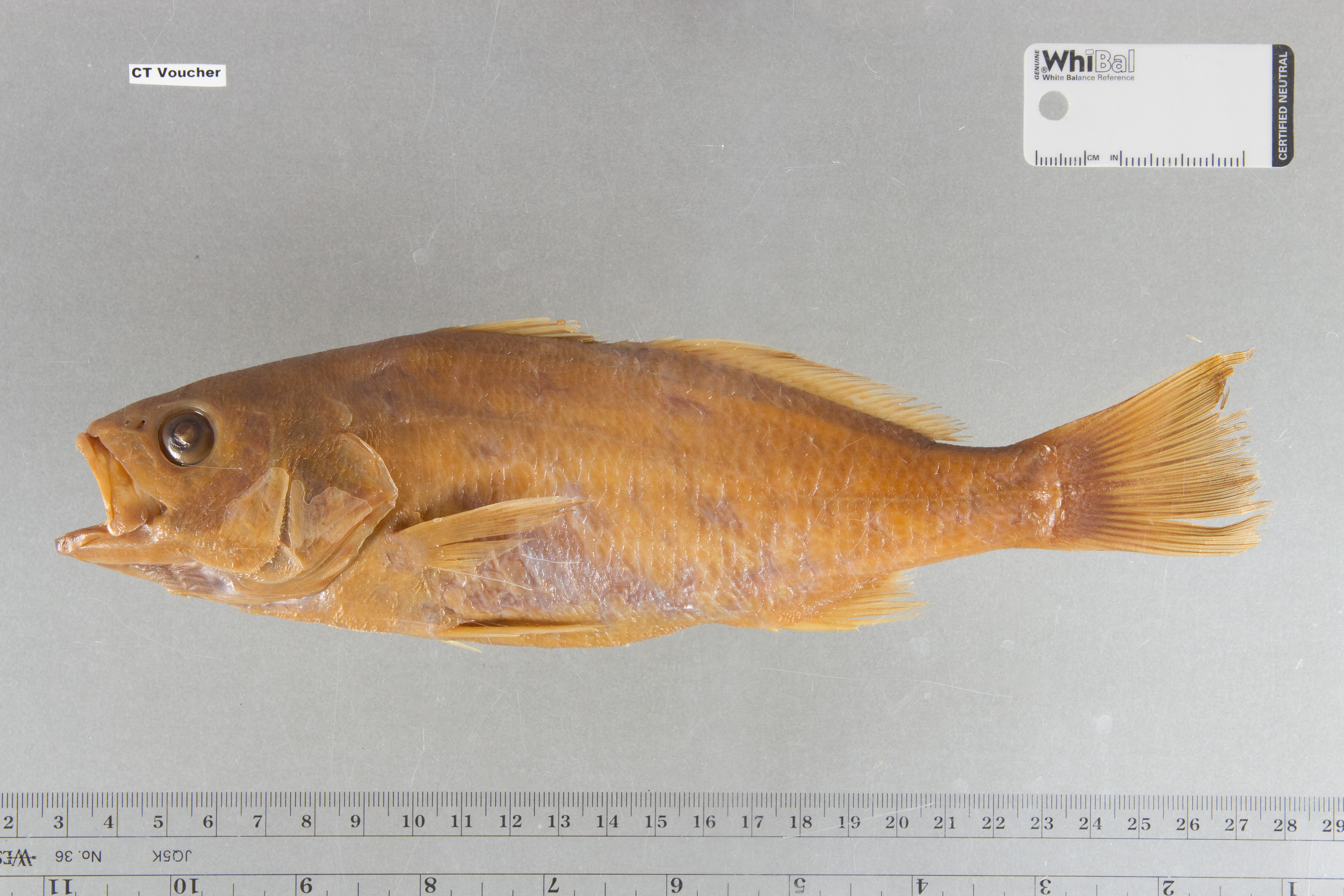 Corvina drum (Cilus gilberti) — Sciaenidae — 5