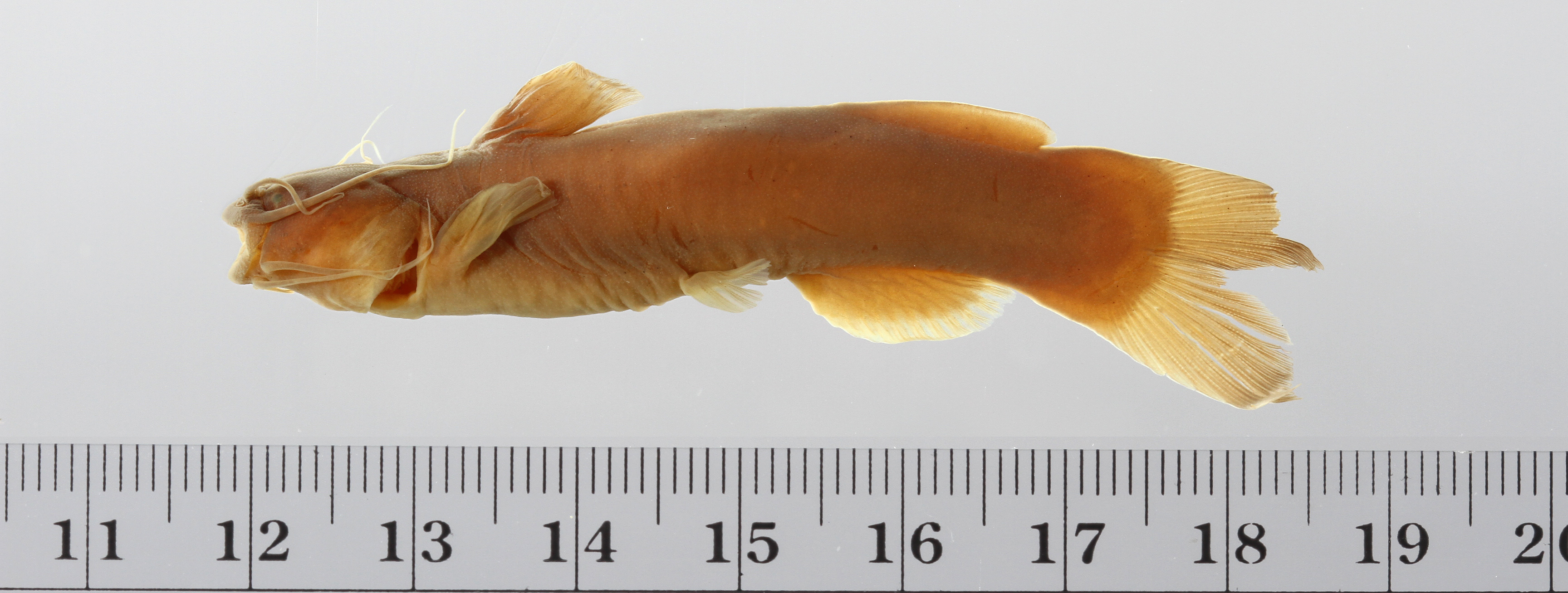 Mekong torrent catfish (Amblyceps foratum) — Amblycipitidae — 2
