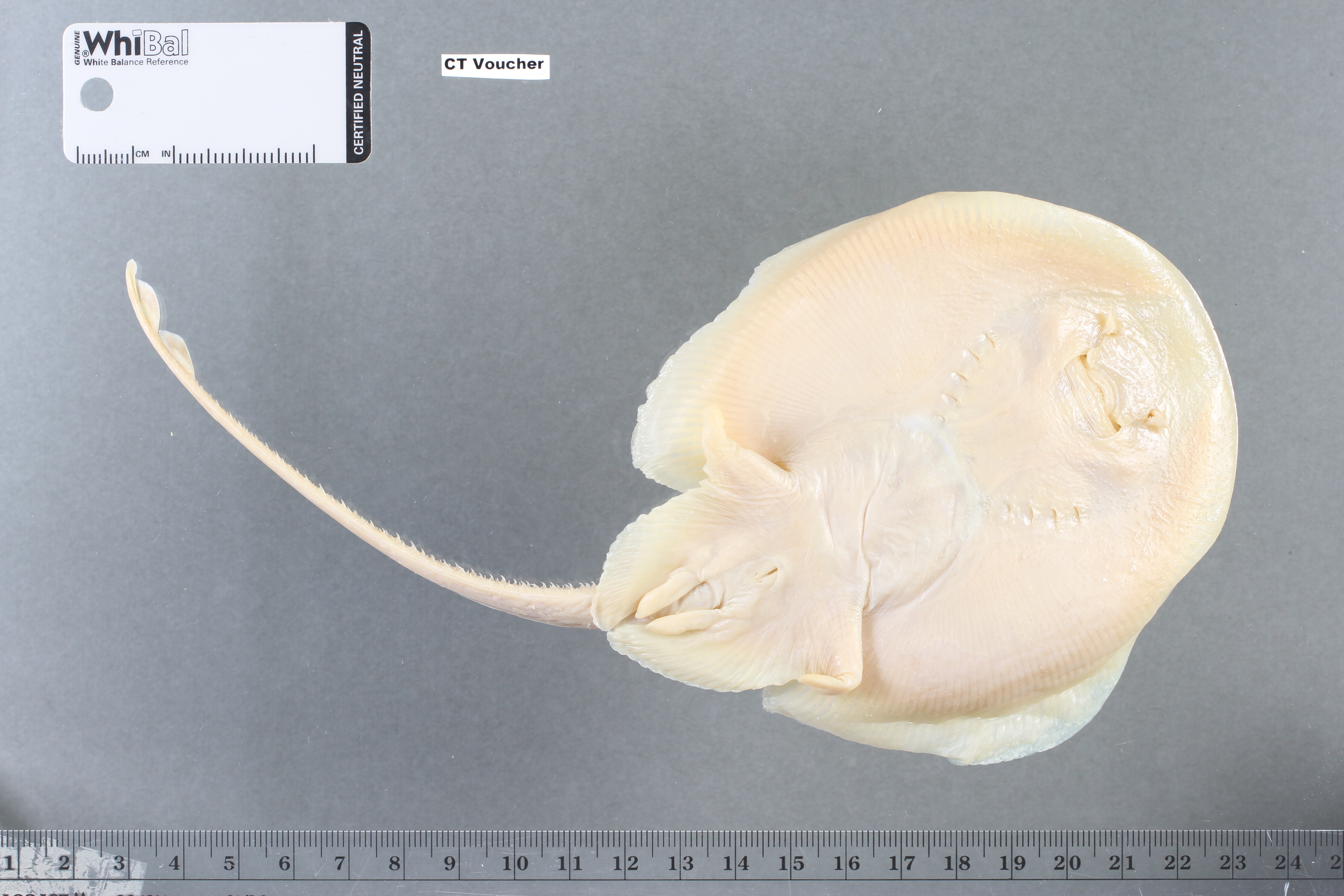 Breviraja colesi