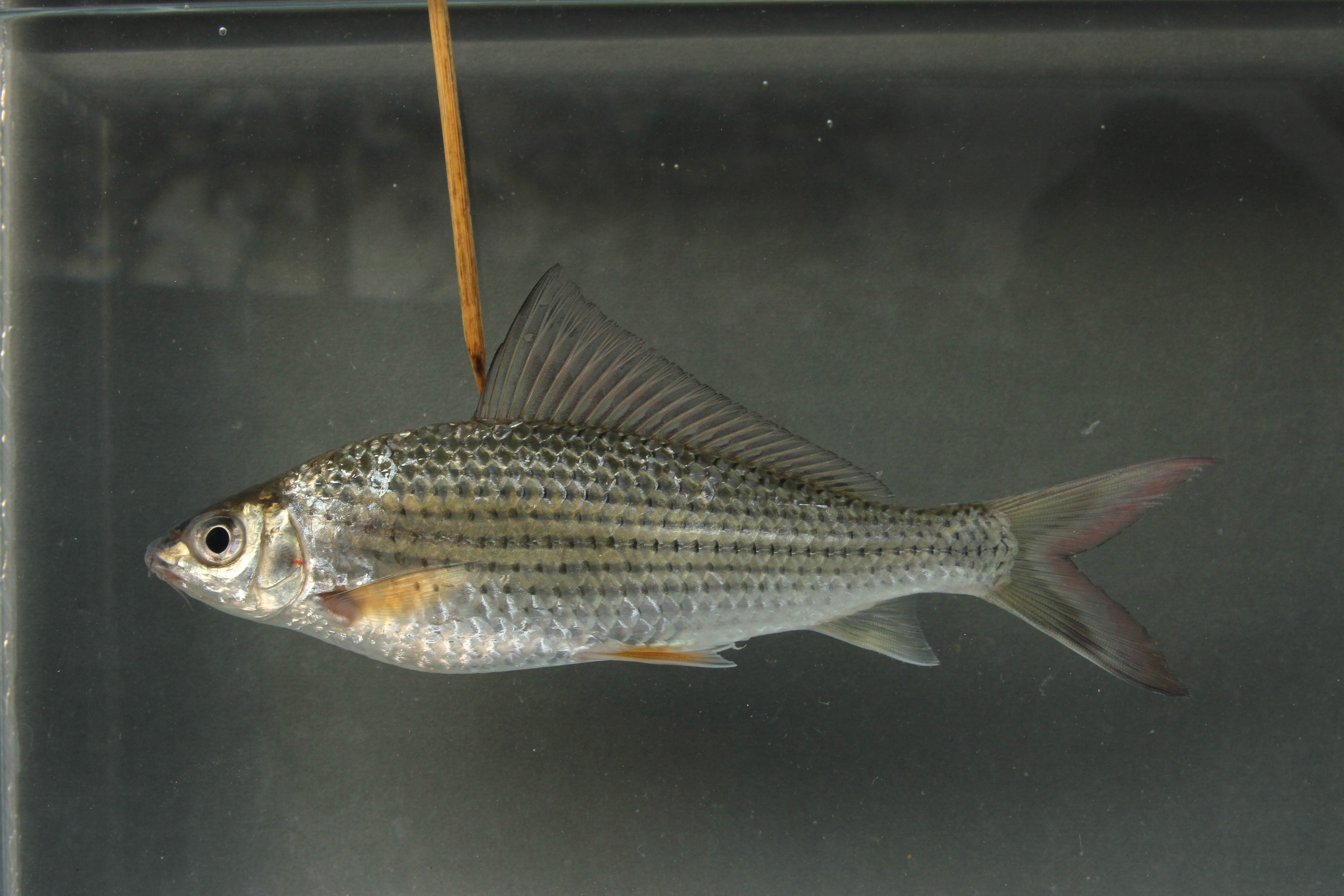 Dunlip-franjebarbeel (Labiobarbus leptocheilus) — Cyprinidae