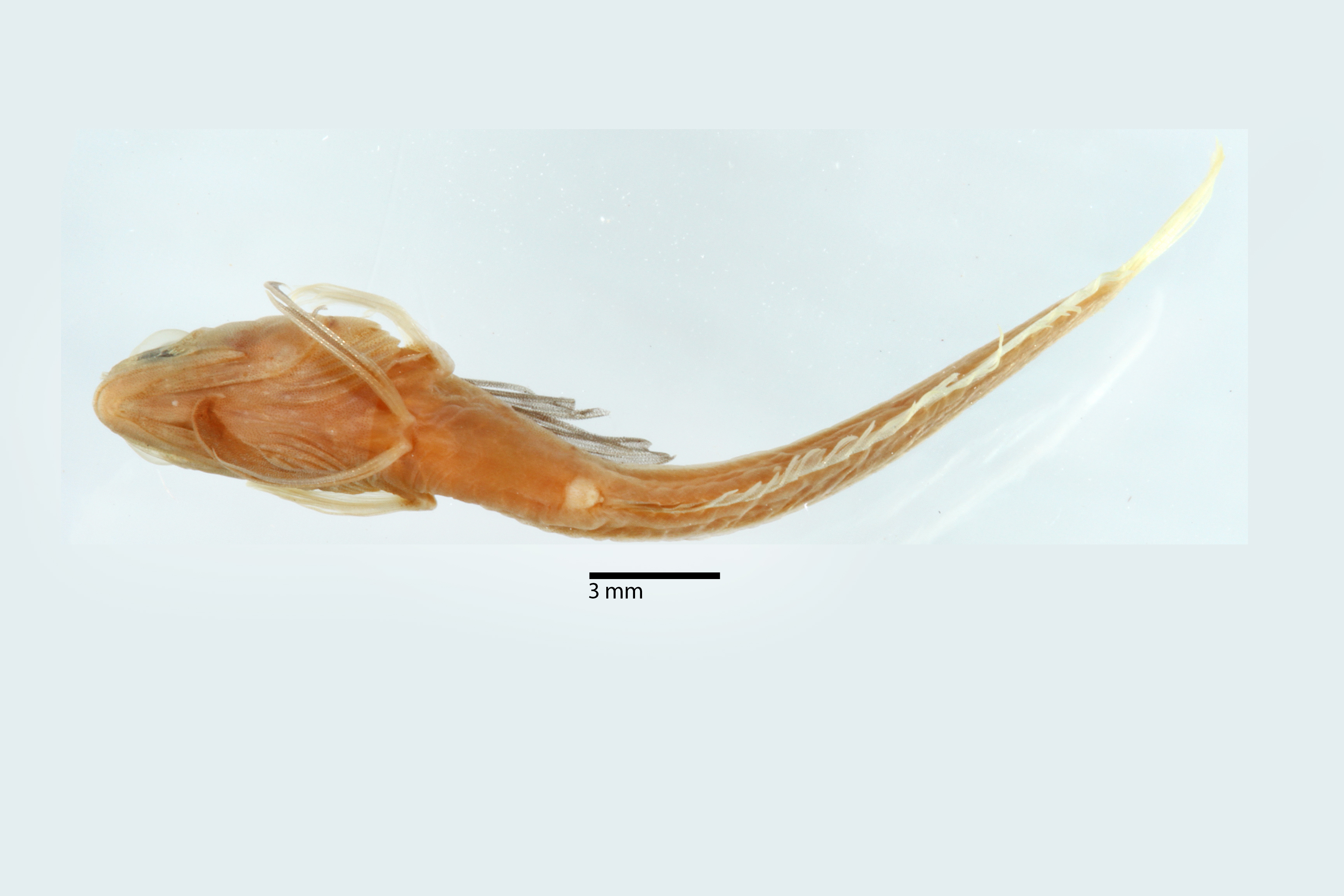 Emblemaria caycedoi