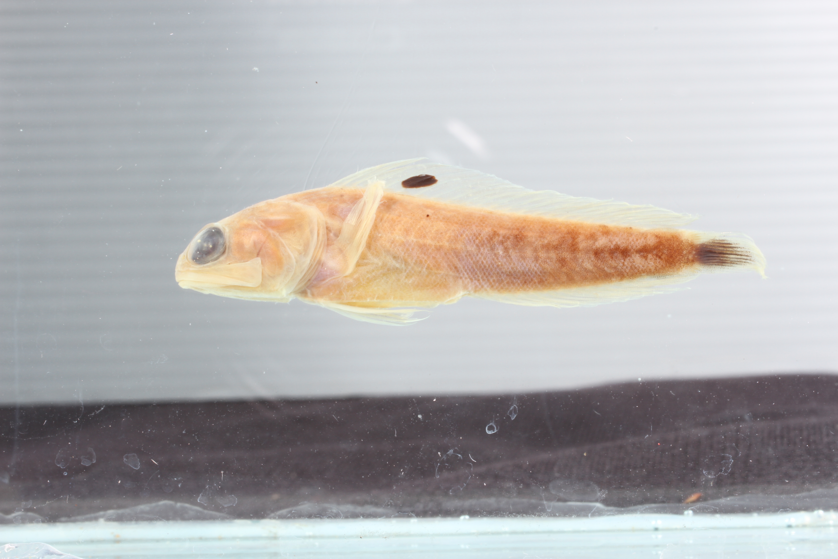 Gilbert's jawfish (Opistognathus gilberti) — Opistognathidae