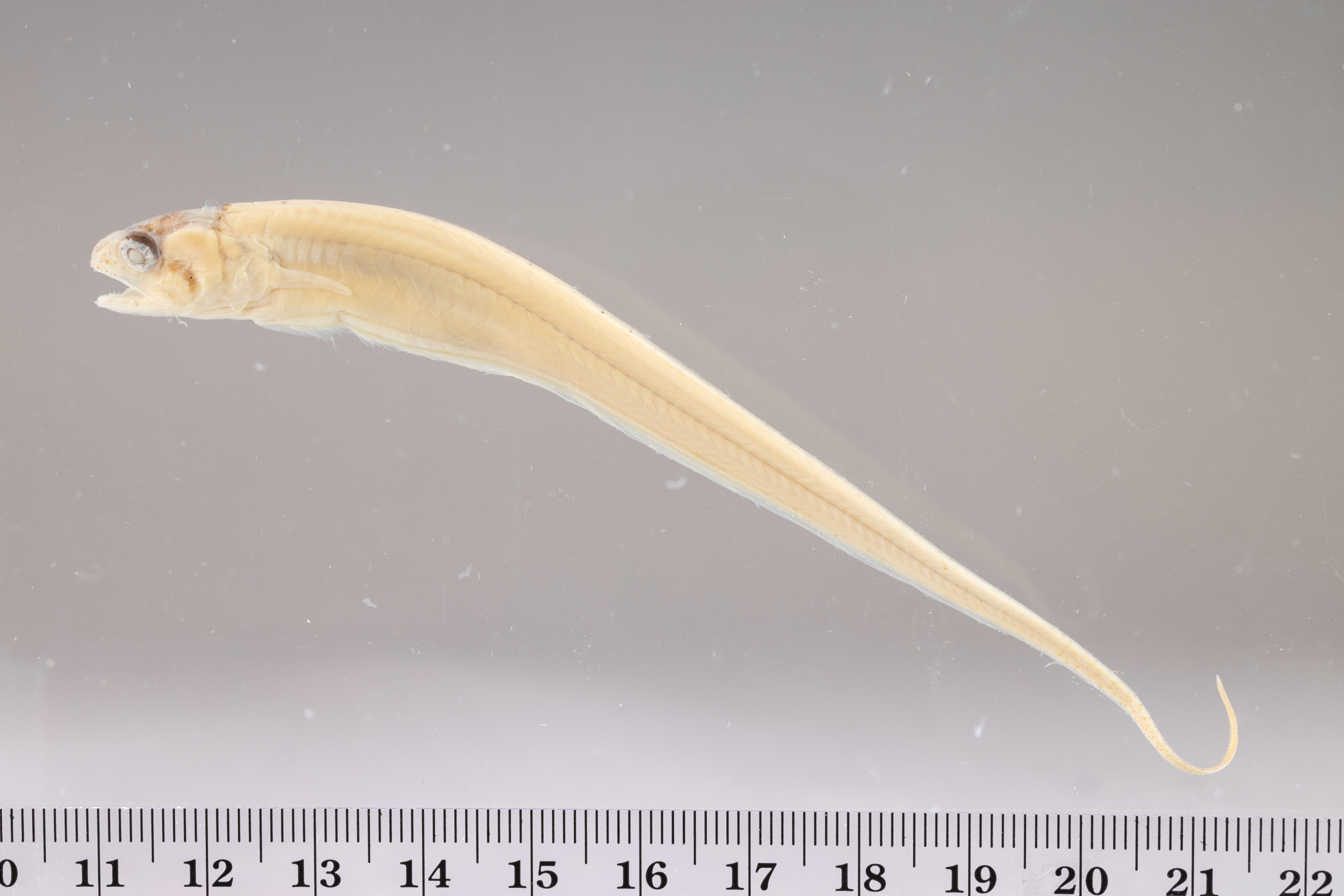 Carapus bermudensis