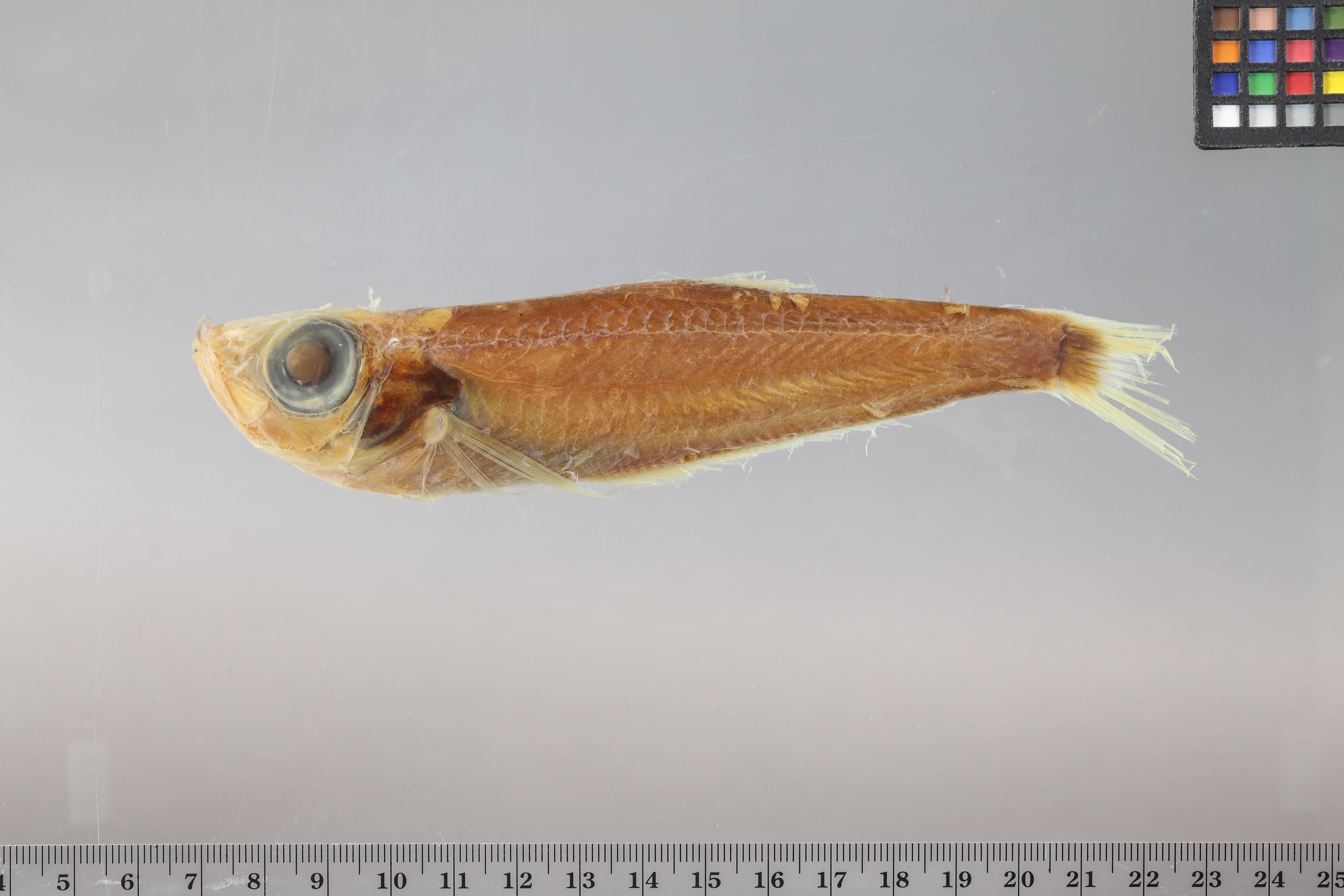 Silver deepsea herring (Bathyclupea argentea) — Bathyclupeidae — 2