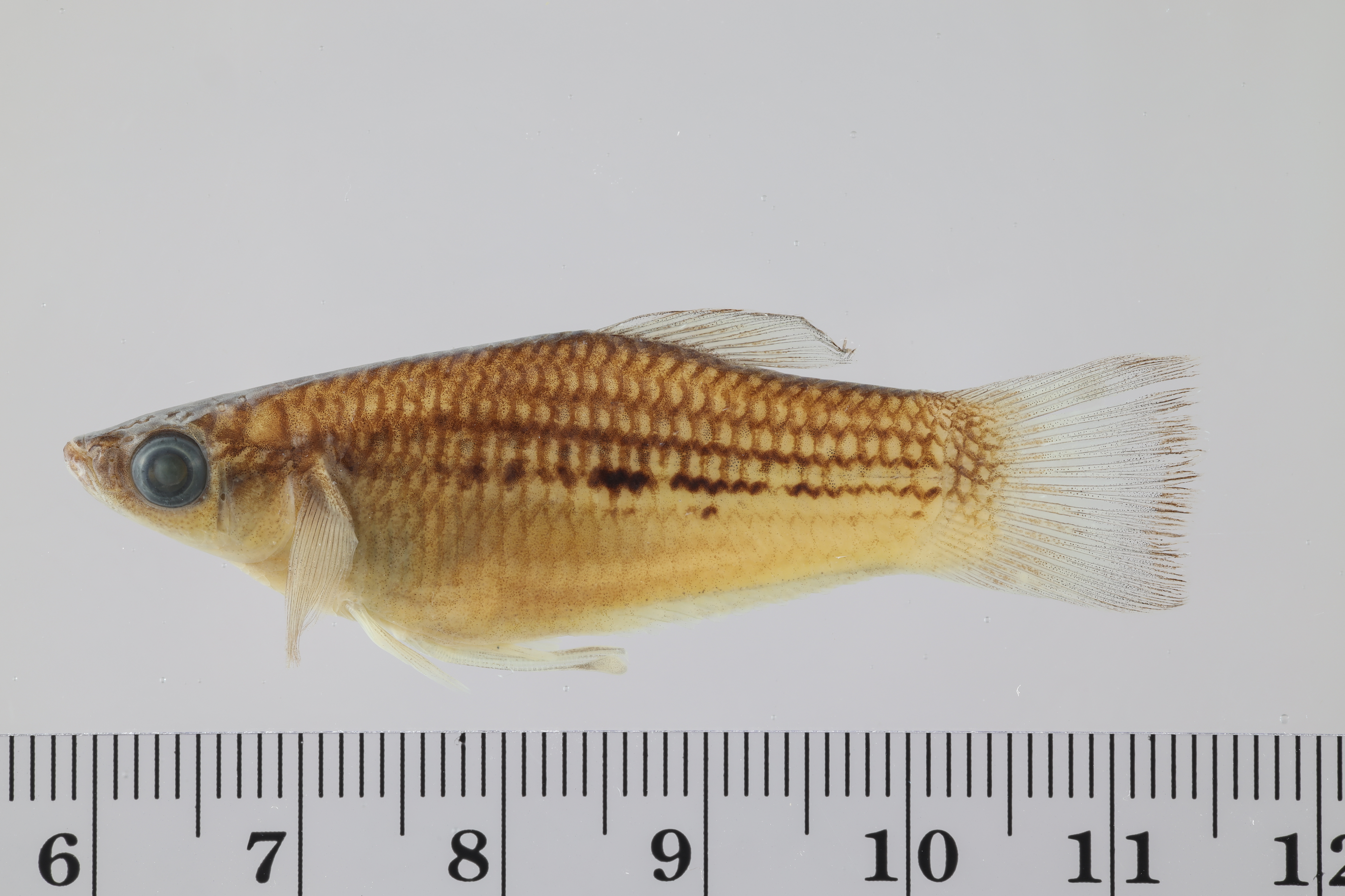 Hubers kiellevendbarende (Alfaro huberi) — Poeciliidae — 4