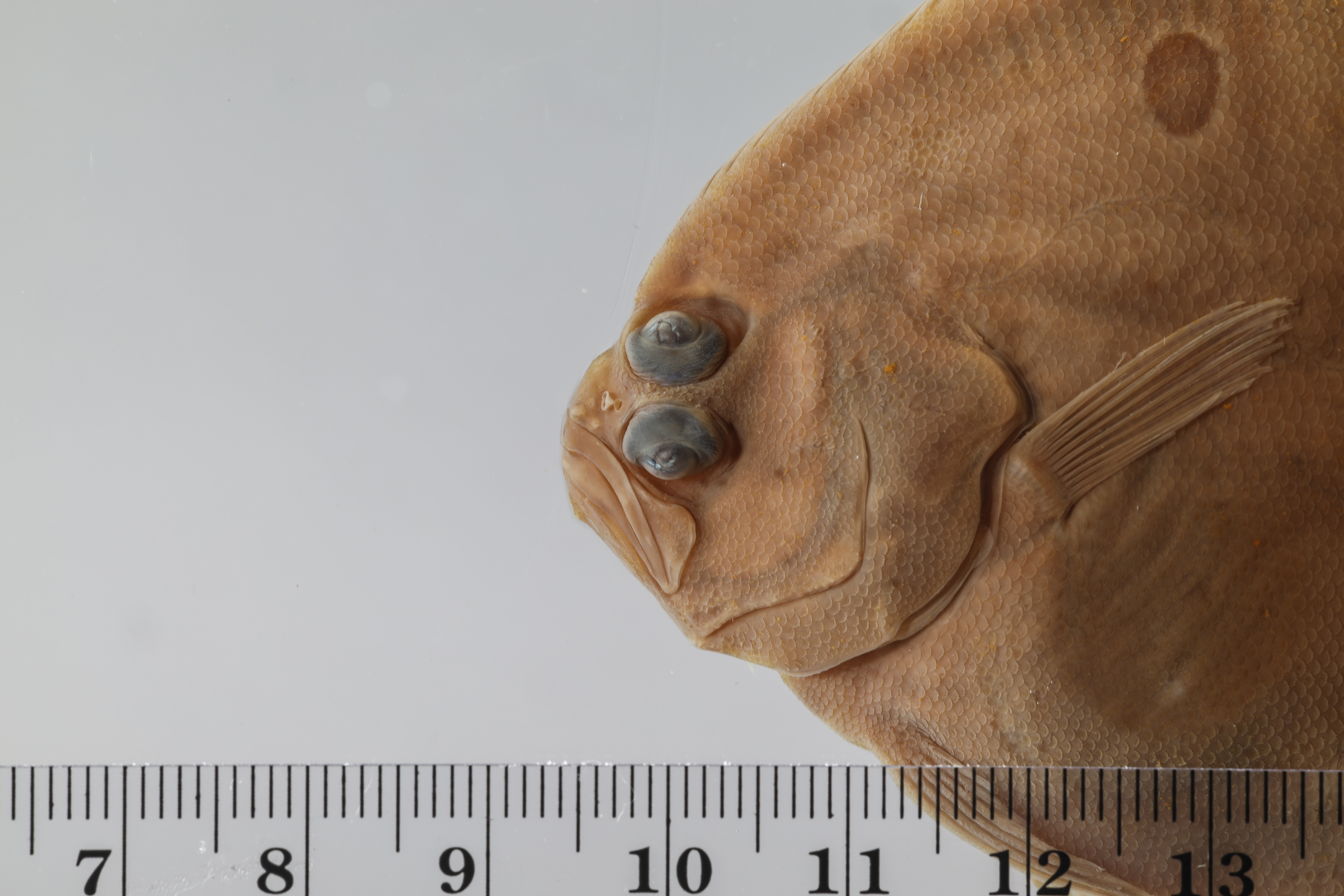 Ancylopsetta