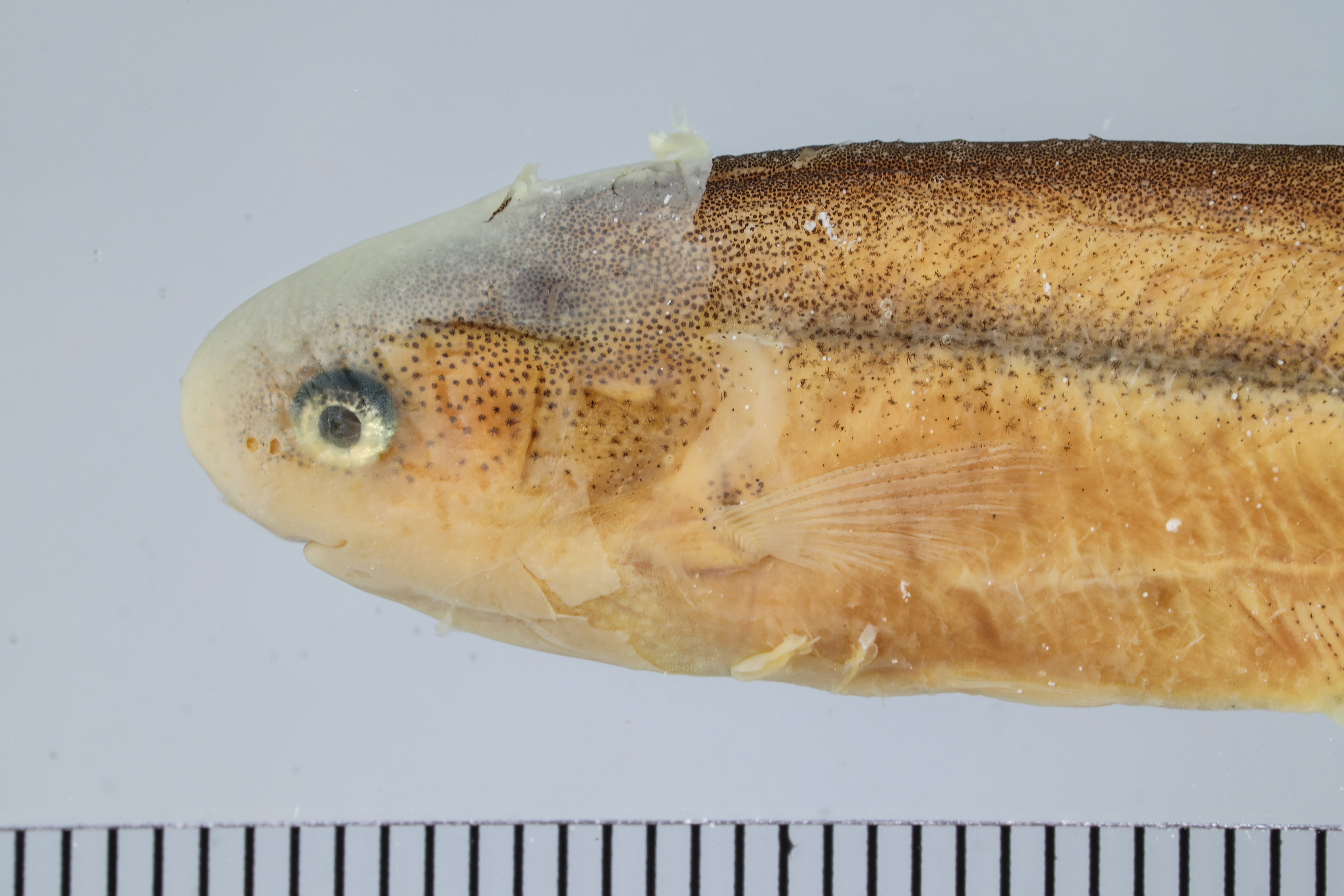 Petrocephalus catostoma thumbnail