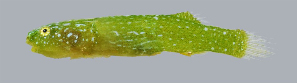 Acyrtops amplicirrus