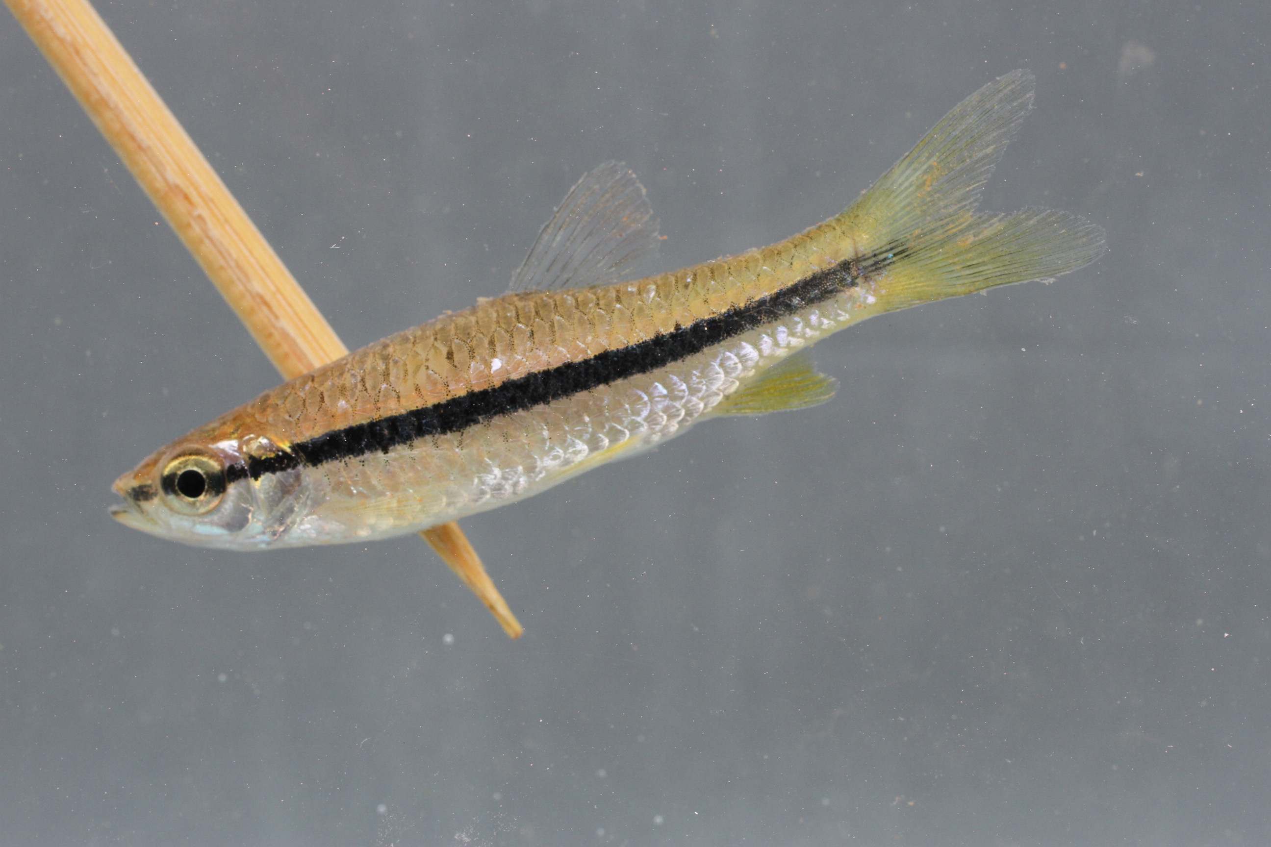 Slanke rasbora (Rasbora daniconius) — Cyprinidae