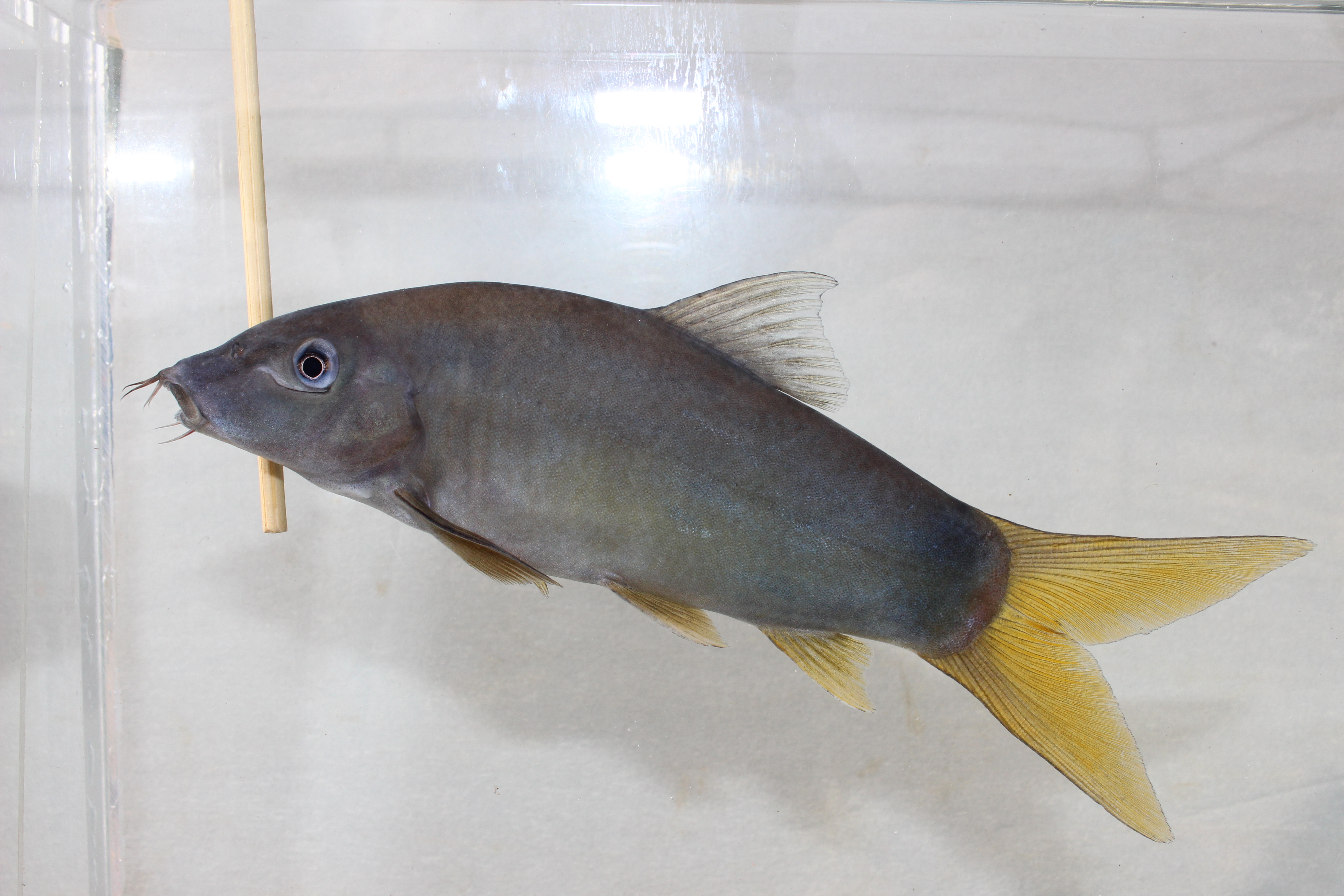 Orangefin loach (Yasuhikotakia modesta) — Cobitidae — 4