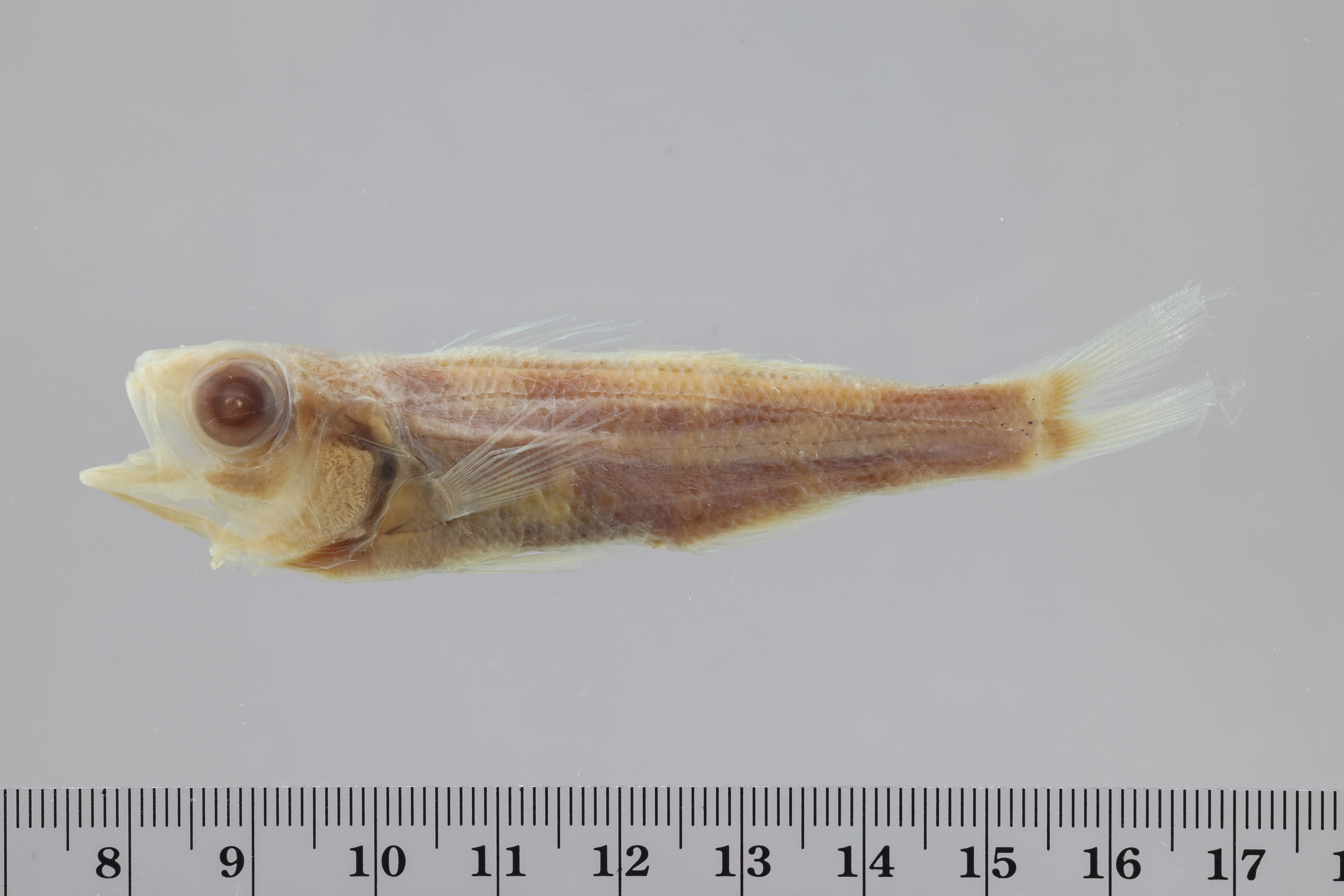 Slope bass (Symphysanodon berryi) — Symphysanodontidae — 5