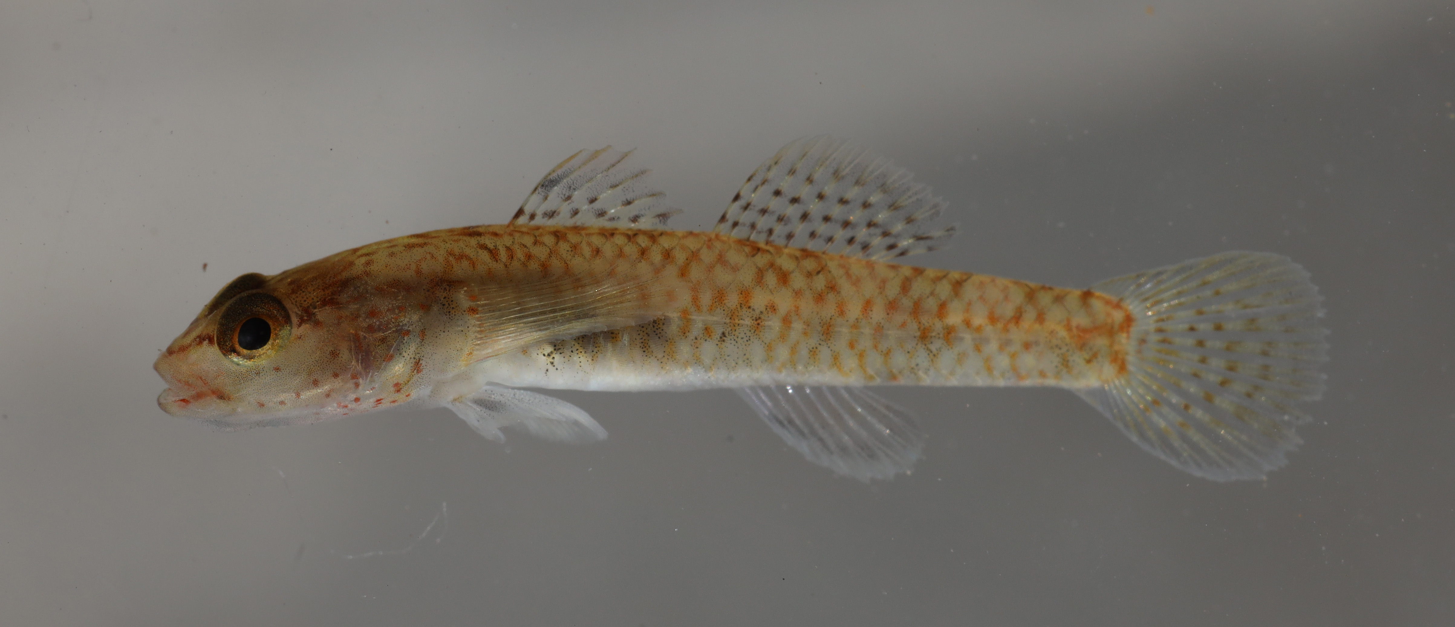 Eugnathogobius siamensis thumbnail
