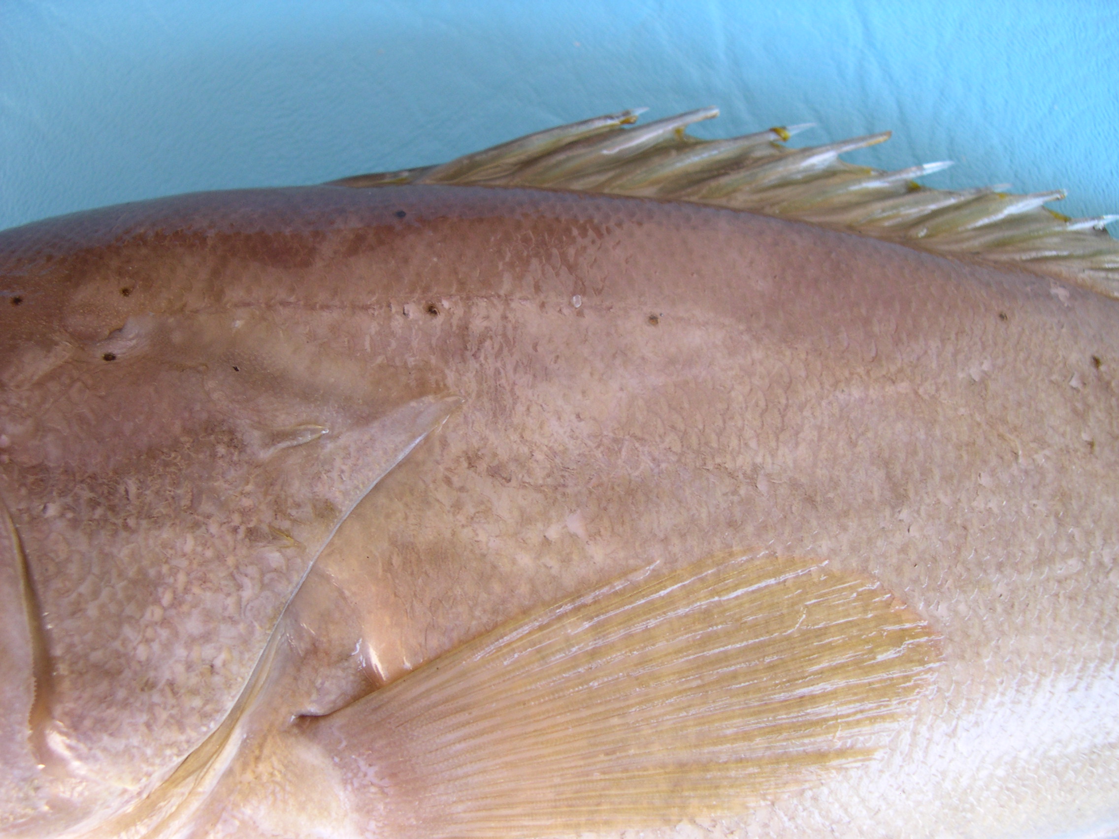 Epinephelus heniochus thumbnail